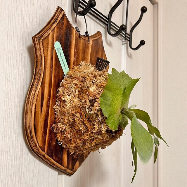 ビカクシダ ウィリンキー 板付 【観葉植物 室内 コウモリラン】