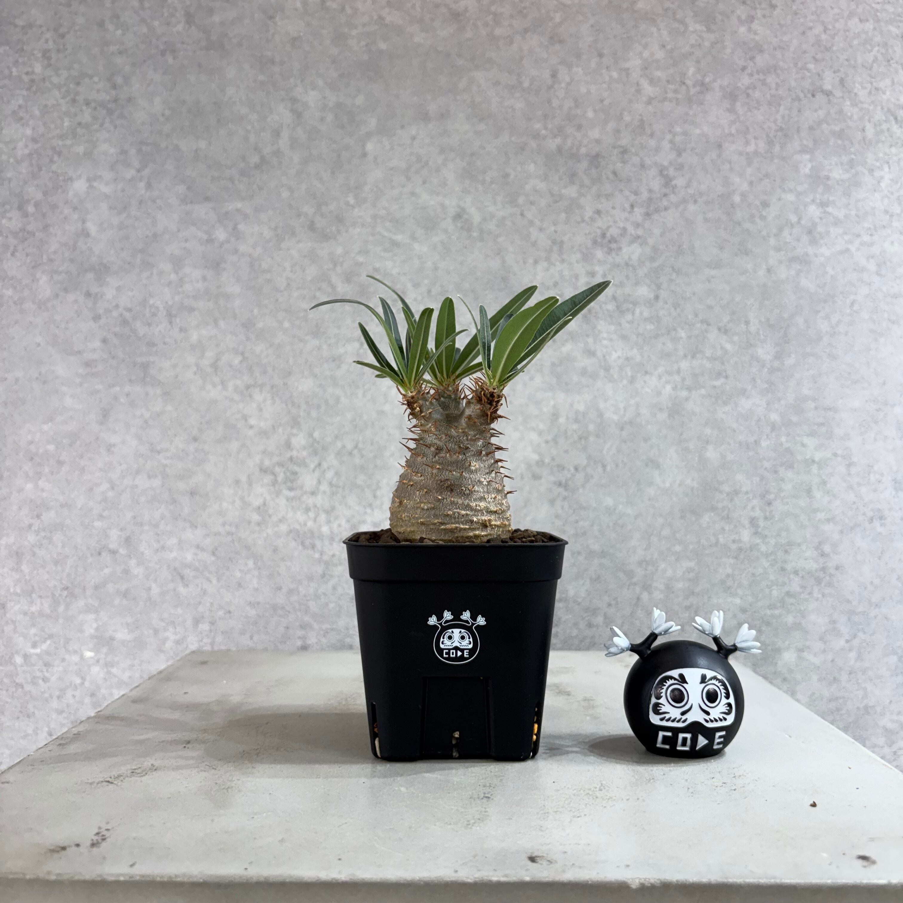ハワイ産】人気品種 プルメリア Plastic Pink 5号pot （鉢植え） | PAY ID