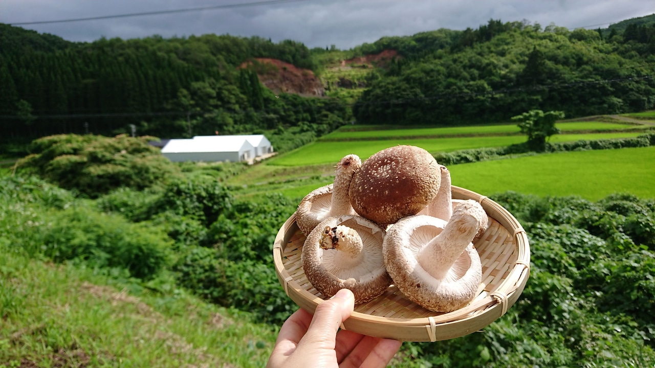 奥能登プレミアム　能登しいたけカレー