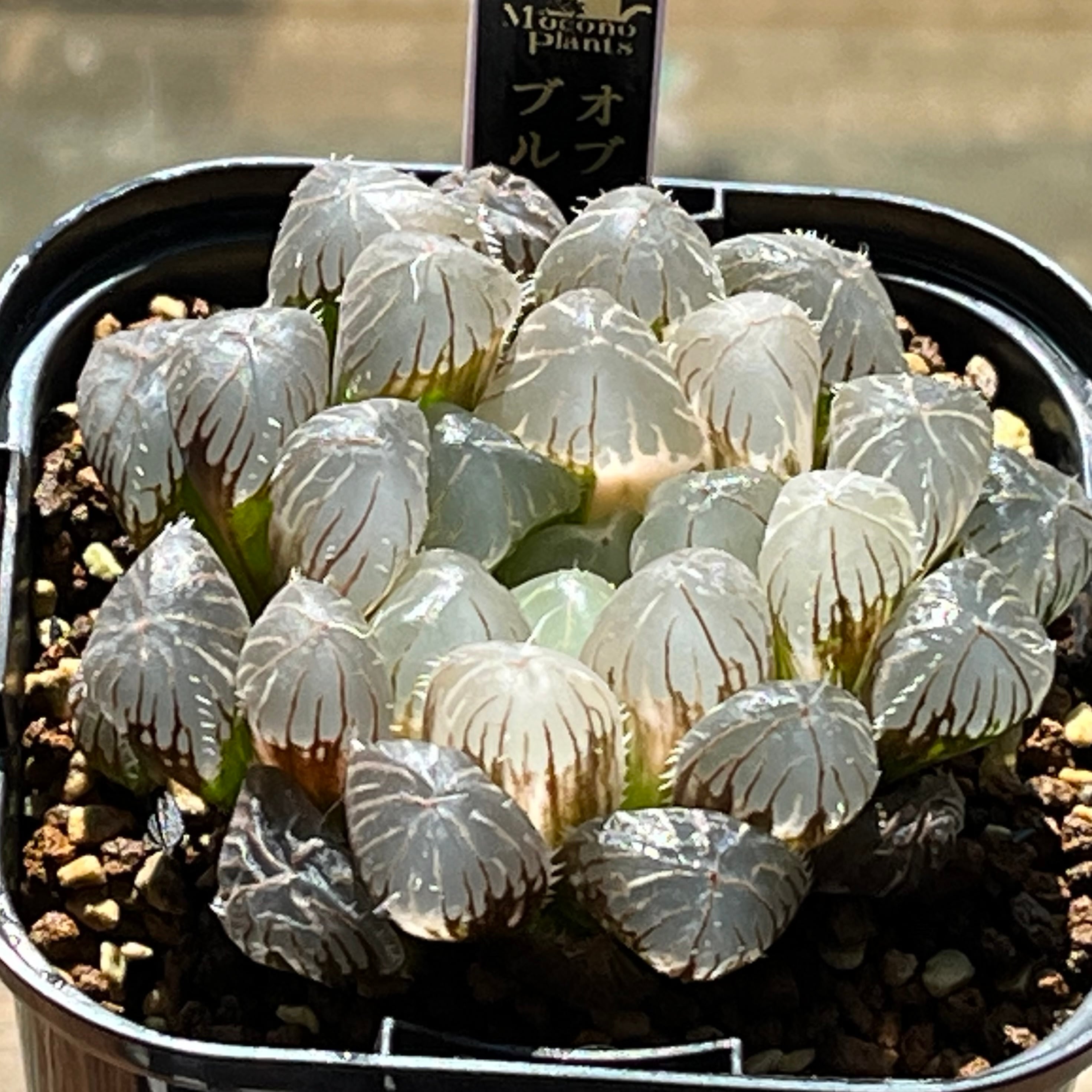 ハオルチア 火鳳凰錦 | mocono_plants