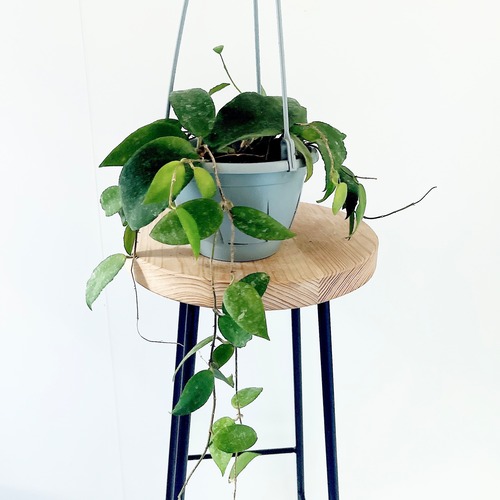 《希少》ホヤ カウダータ ハンギング 観葉植物 calm cafe