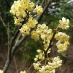 リツェアクベバＢＩＯ　精油