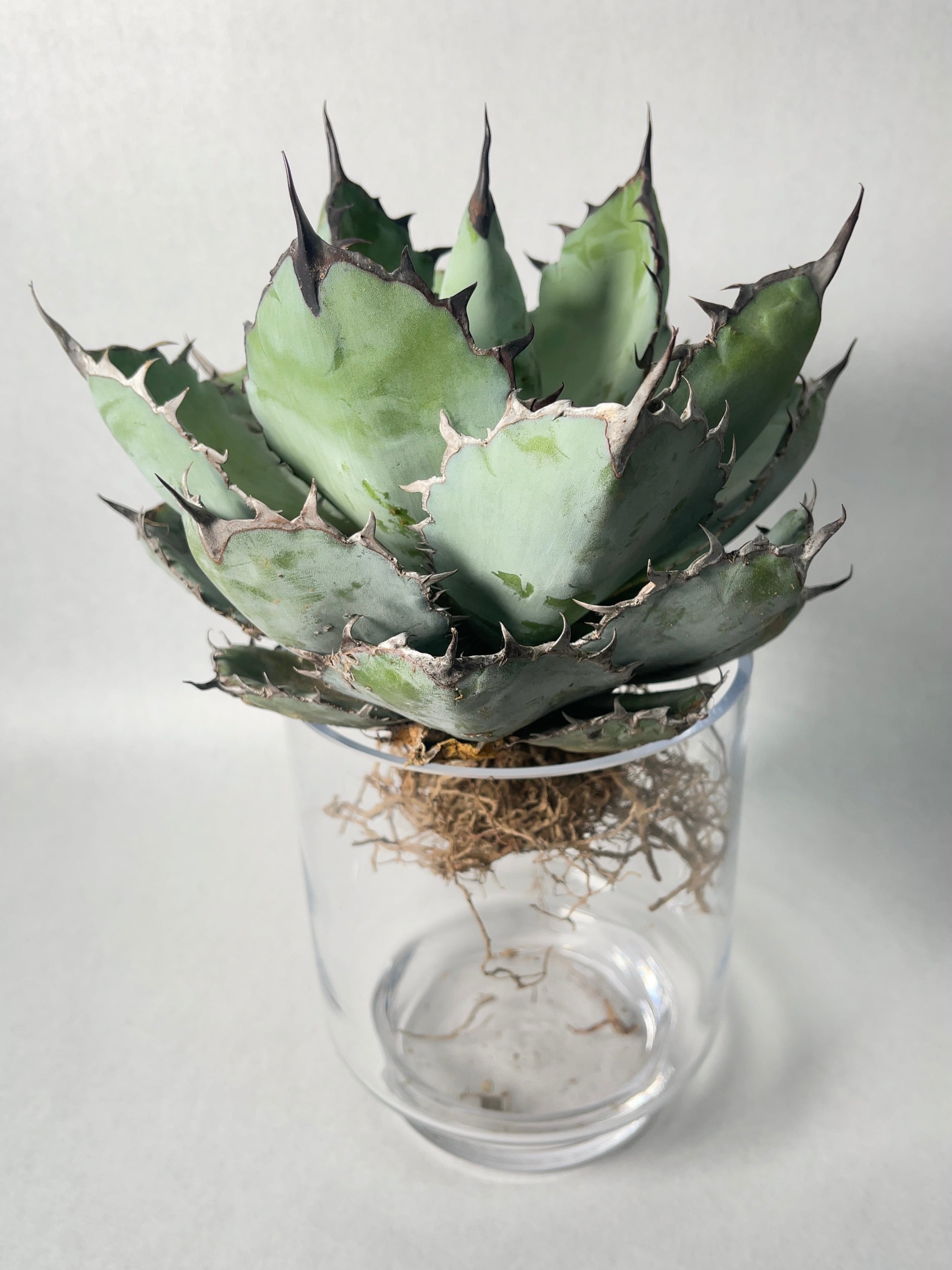 アガベ ブラック アンド ブルー 5号鉢 アガベ ブラック アンド ブルー 5号鉢