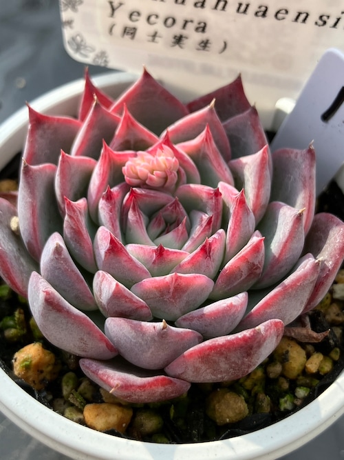 【現物商品】chihuahuaensis Yecora 同士実生苗 ①