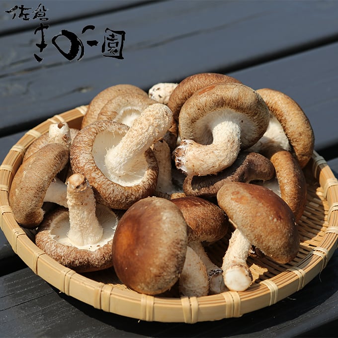 特上】生・干椎茸セット | 佐倉きのこ園ネットショップ