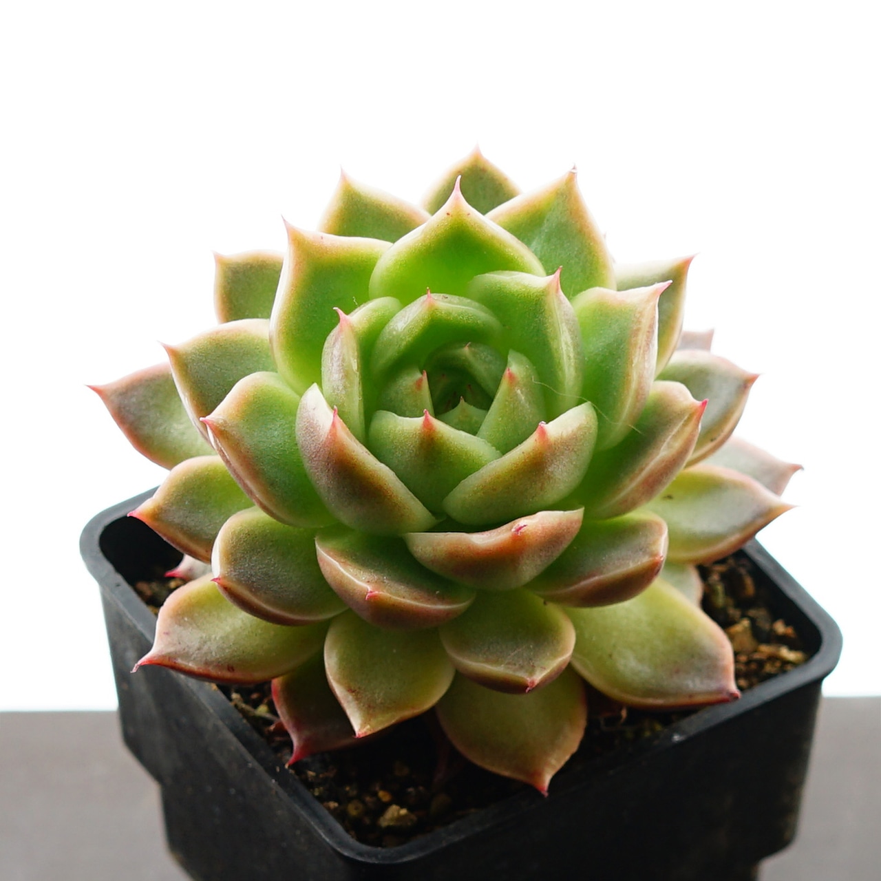 抜き苗 グリーンペッパー Echeveria 'Green Pepper'