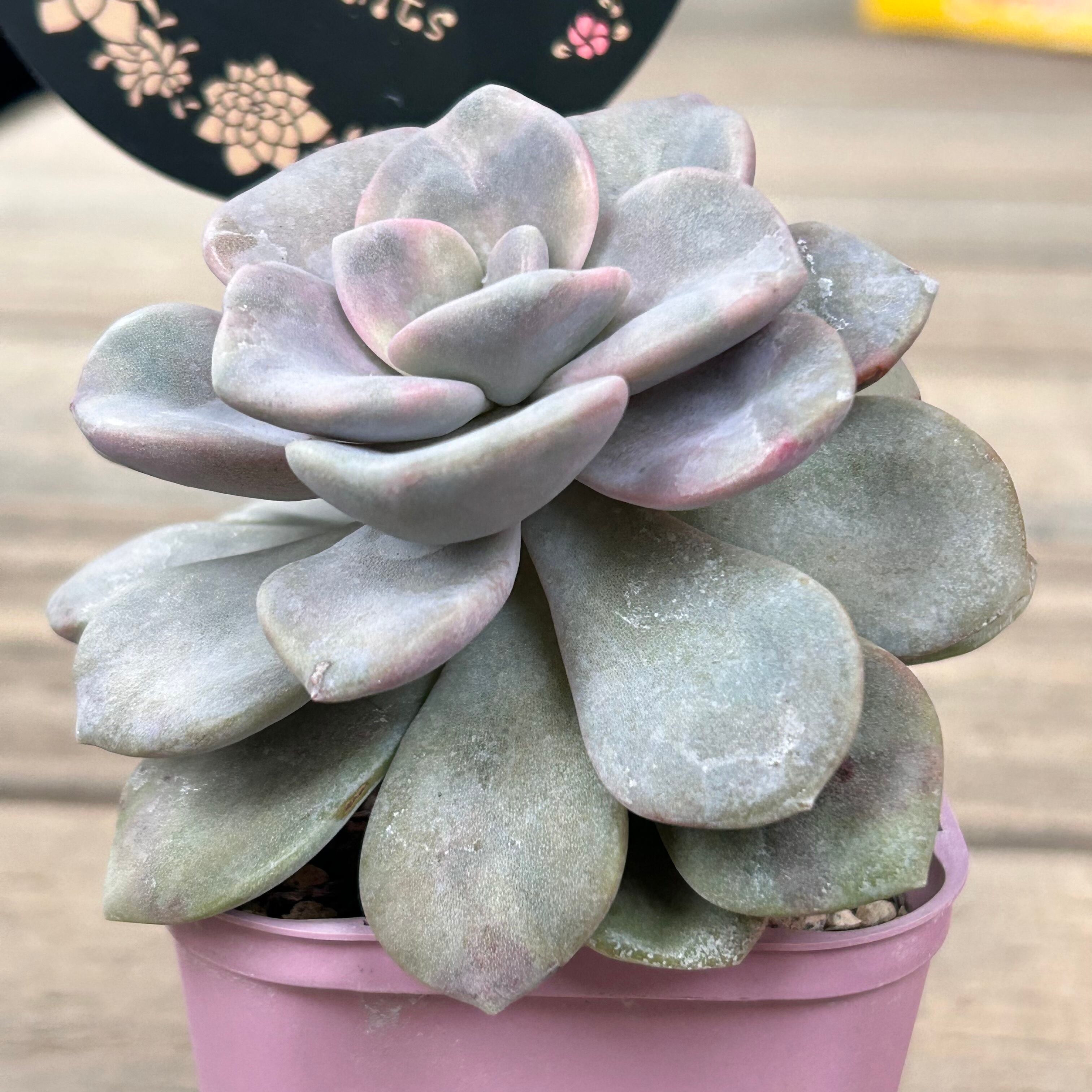 おまとめ中！39SALE！多肉植物^o^ もりもり！デビー