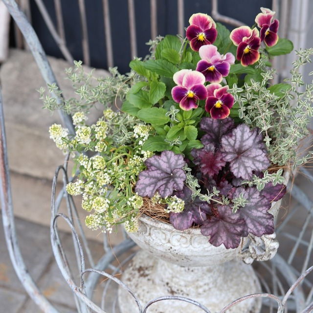 秋冬に楽しむ寄せ植え｜届いてすぐ玄関に飾れる 　ビオラあんみつももかカップ