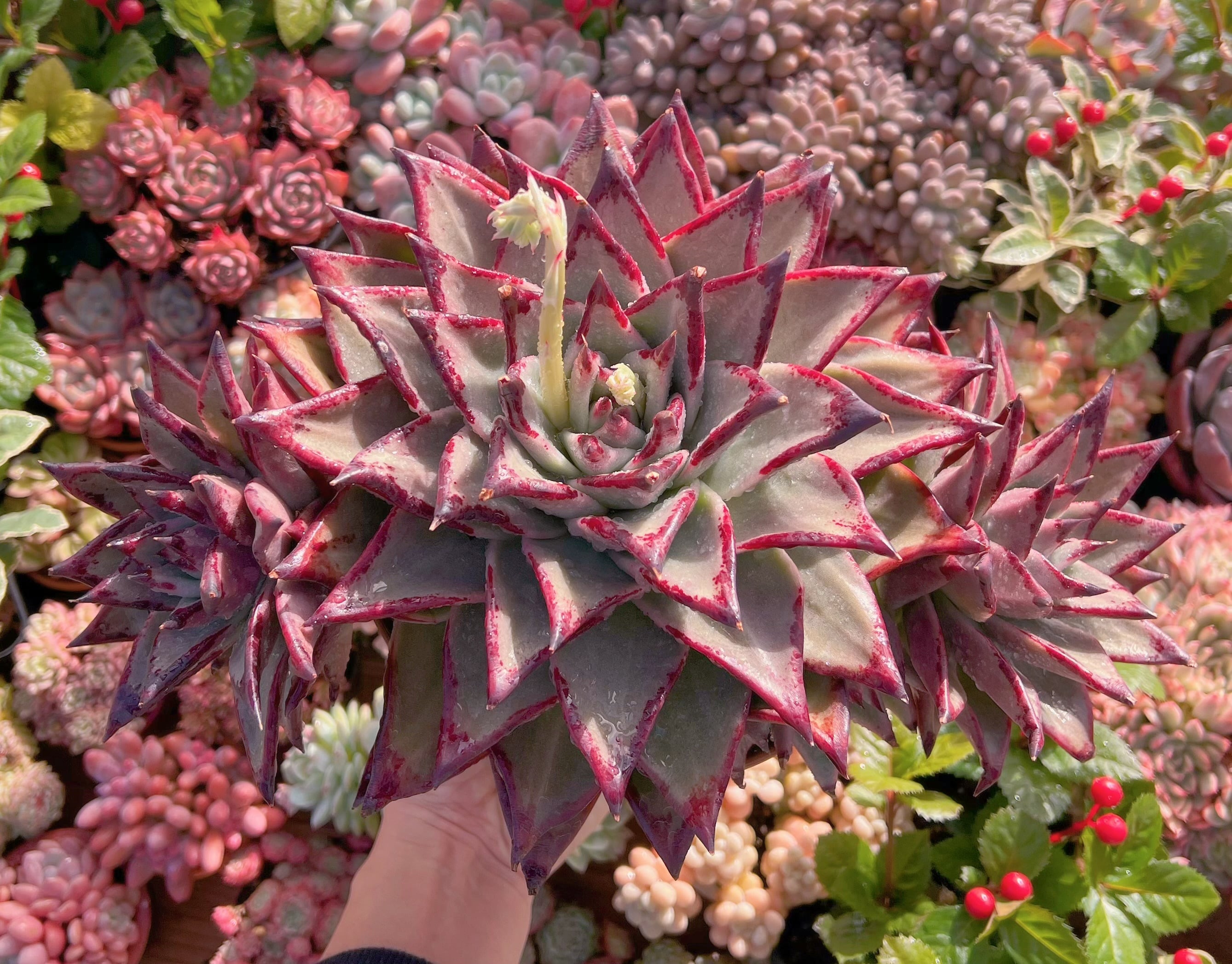 現品　優選エボニー#1115   特特大群生30cm苗　るる農園