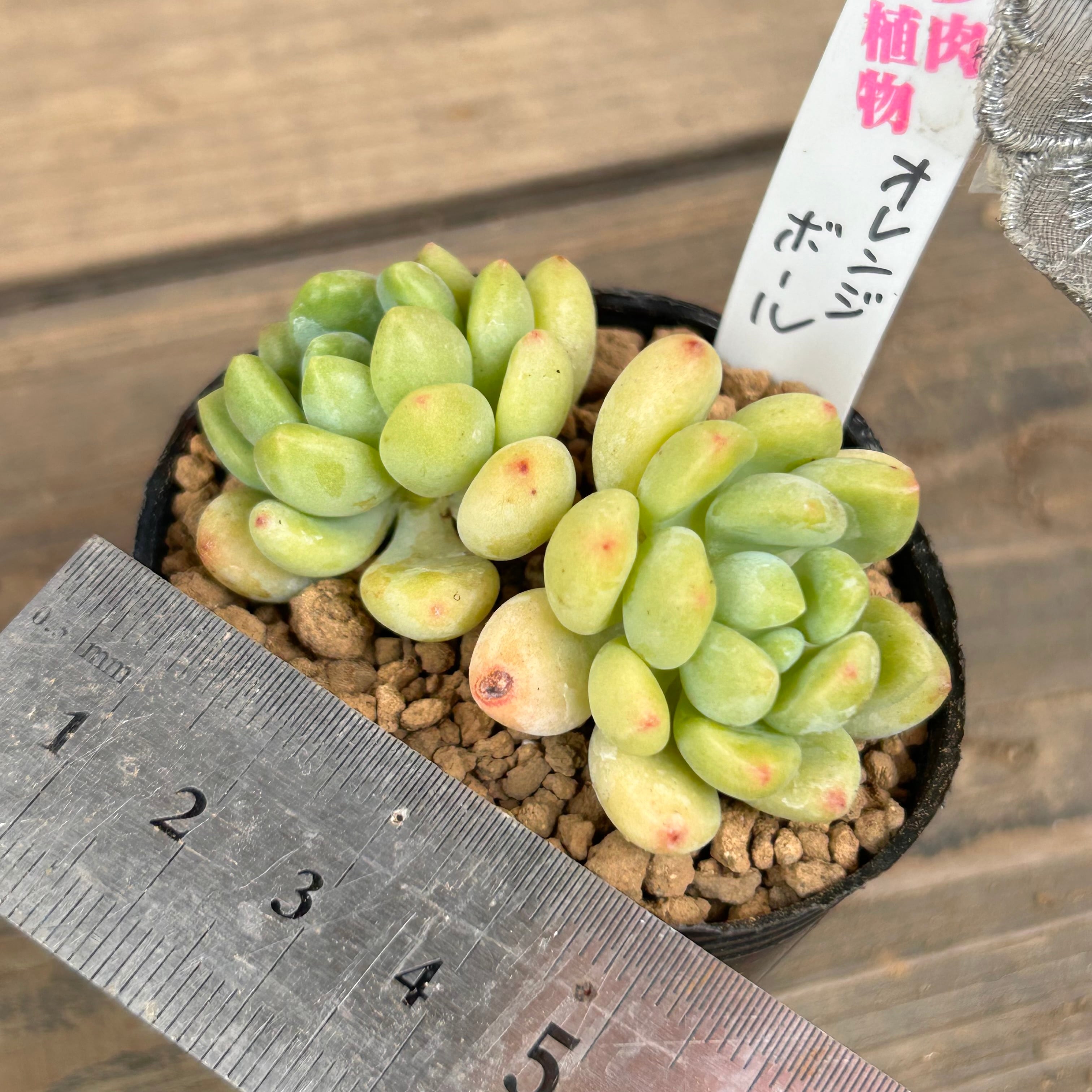 オレンジボール | RuPo 多肉植物専門店