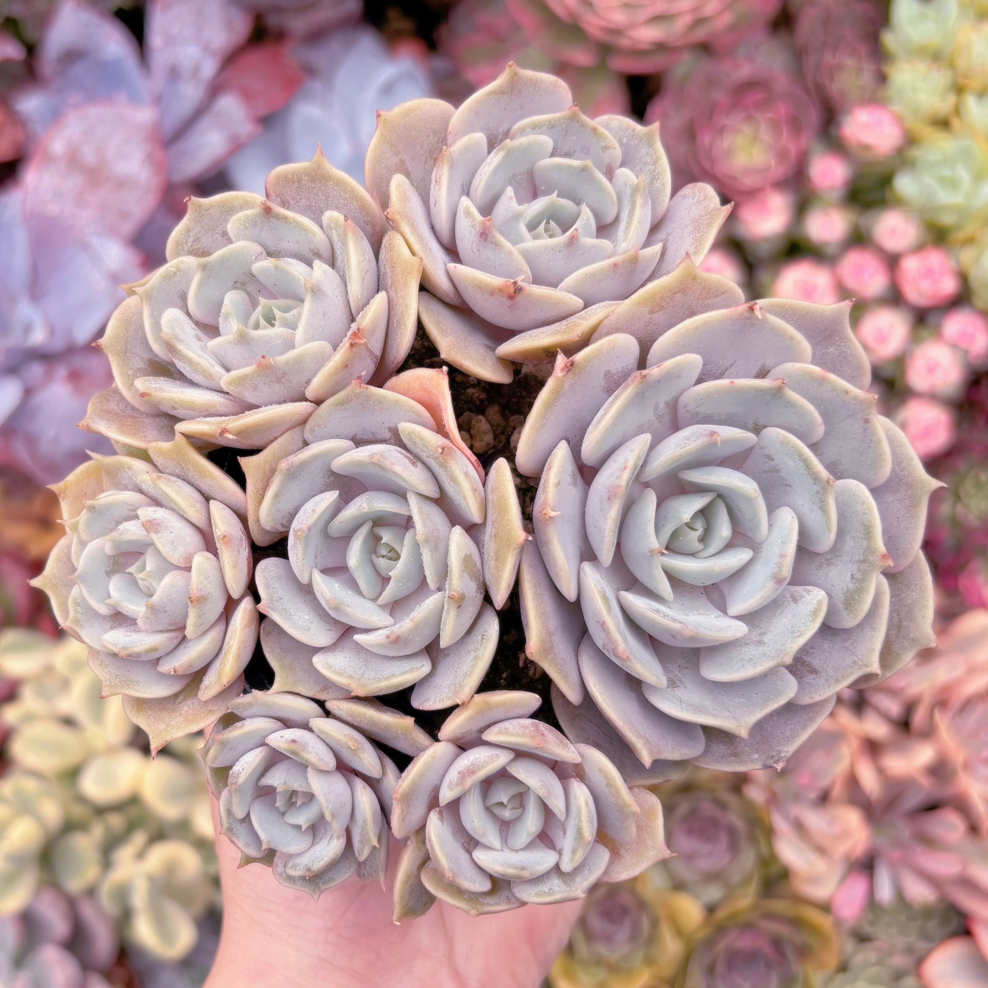 現品 ローラ#F056 大群生 新入荷 るる農園 | るる農園~多肉植物専門