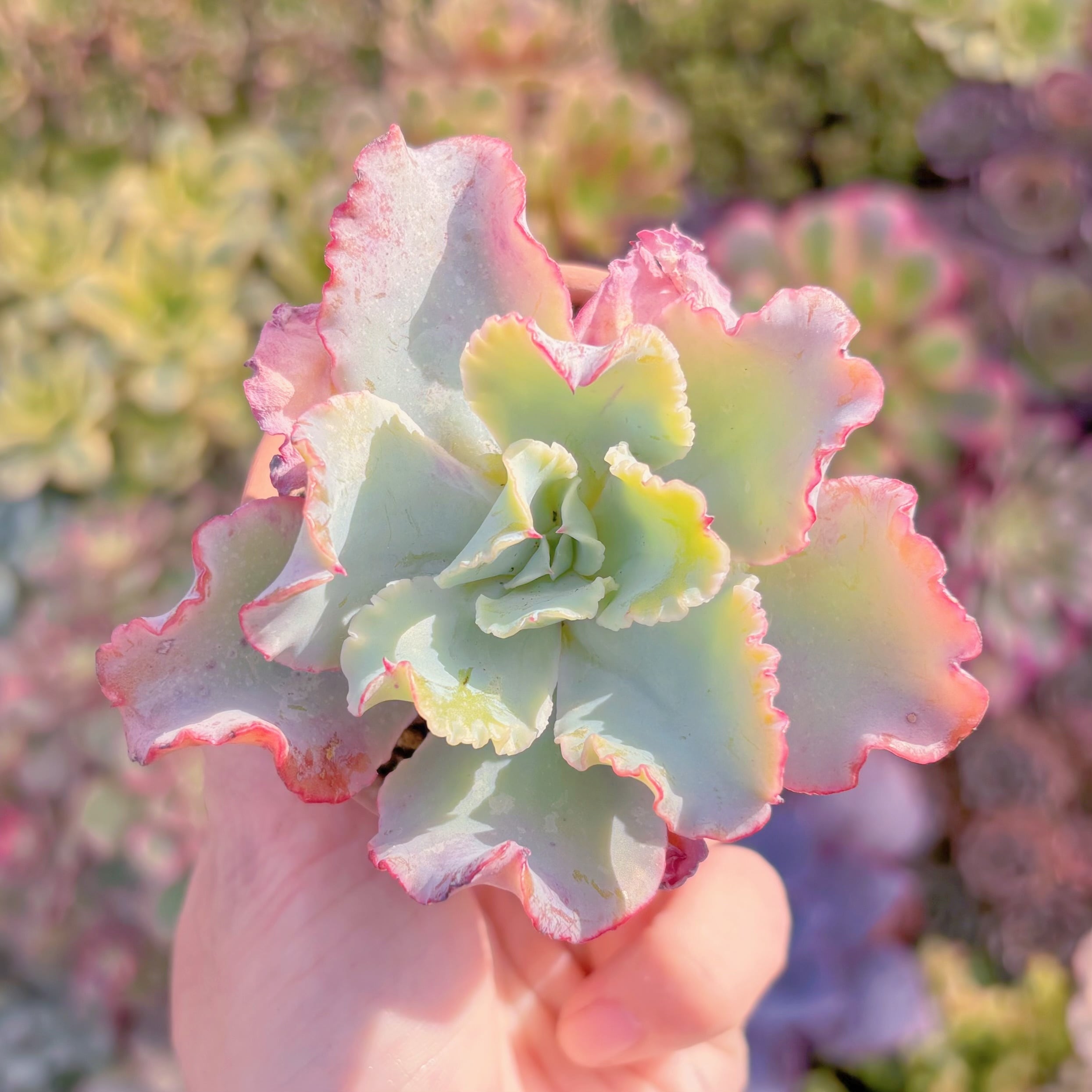 多肉植物　アクエリアス　新入荷　るる農園