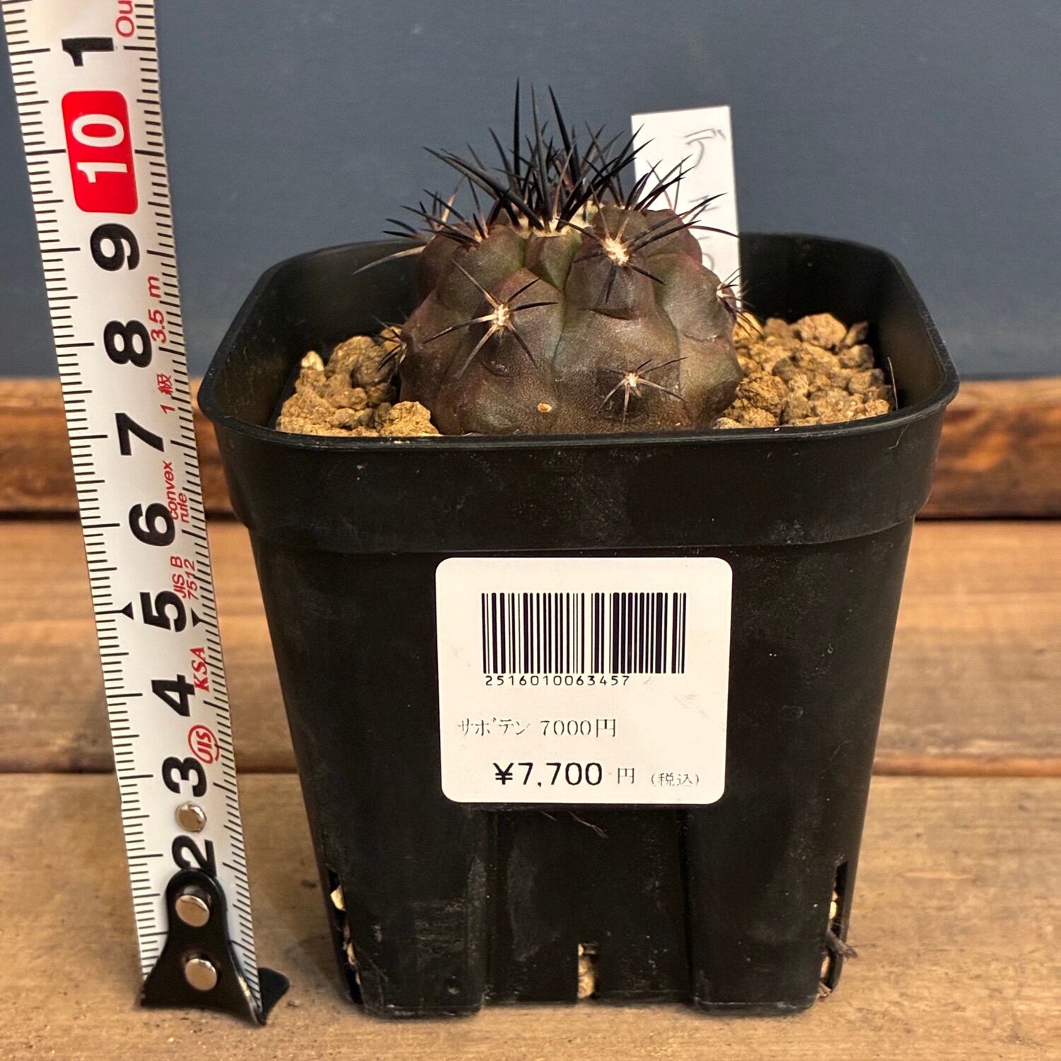Copiapoa】サボテン コピアポア デュラ 銅羅丸実生【845】 | PROTOLEAF