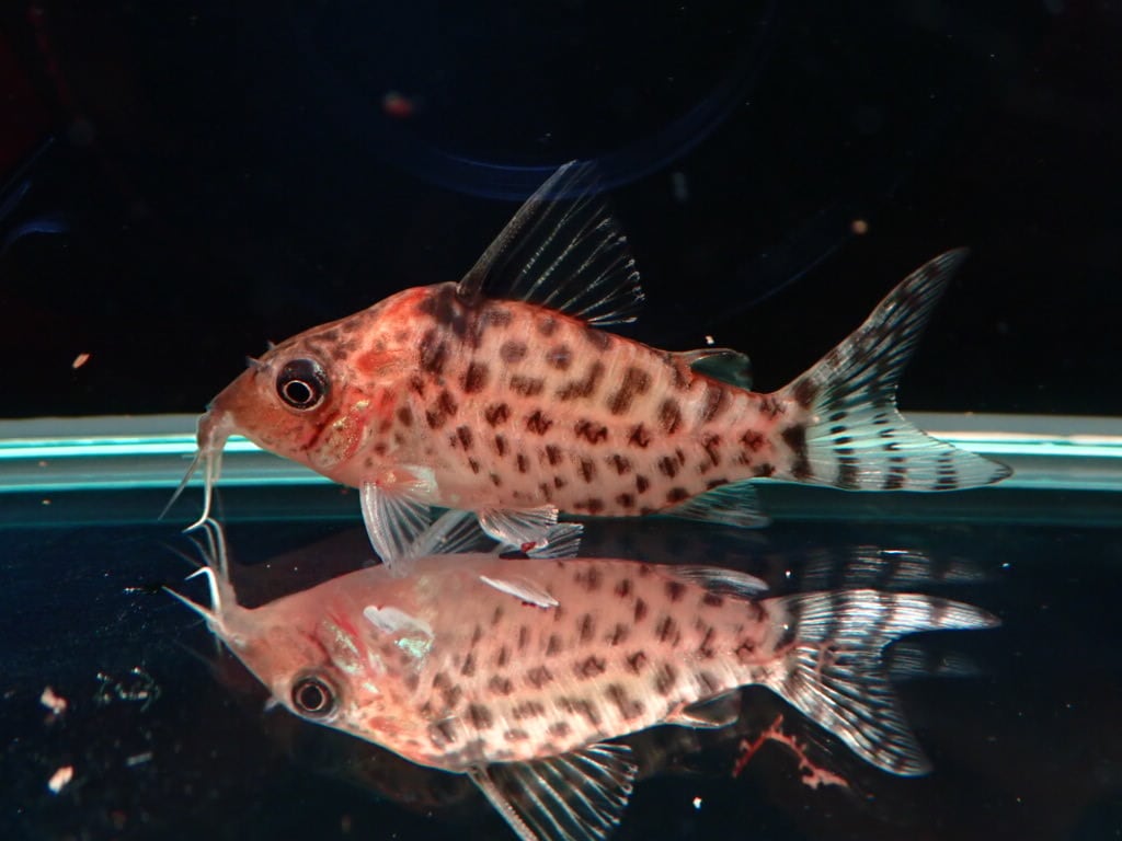 コリドラス アガシジィ ペルー