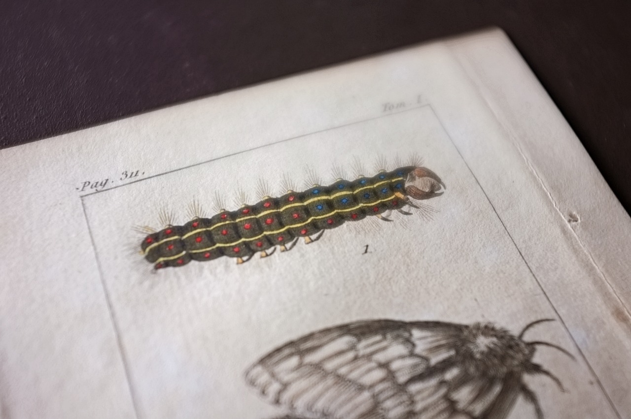 1780s フランス ビュフォン伯爵による蛾と幼虫の博物画c Buffon アンティーク