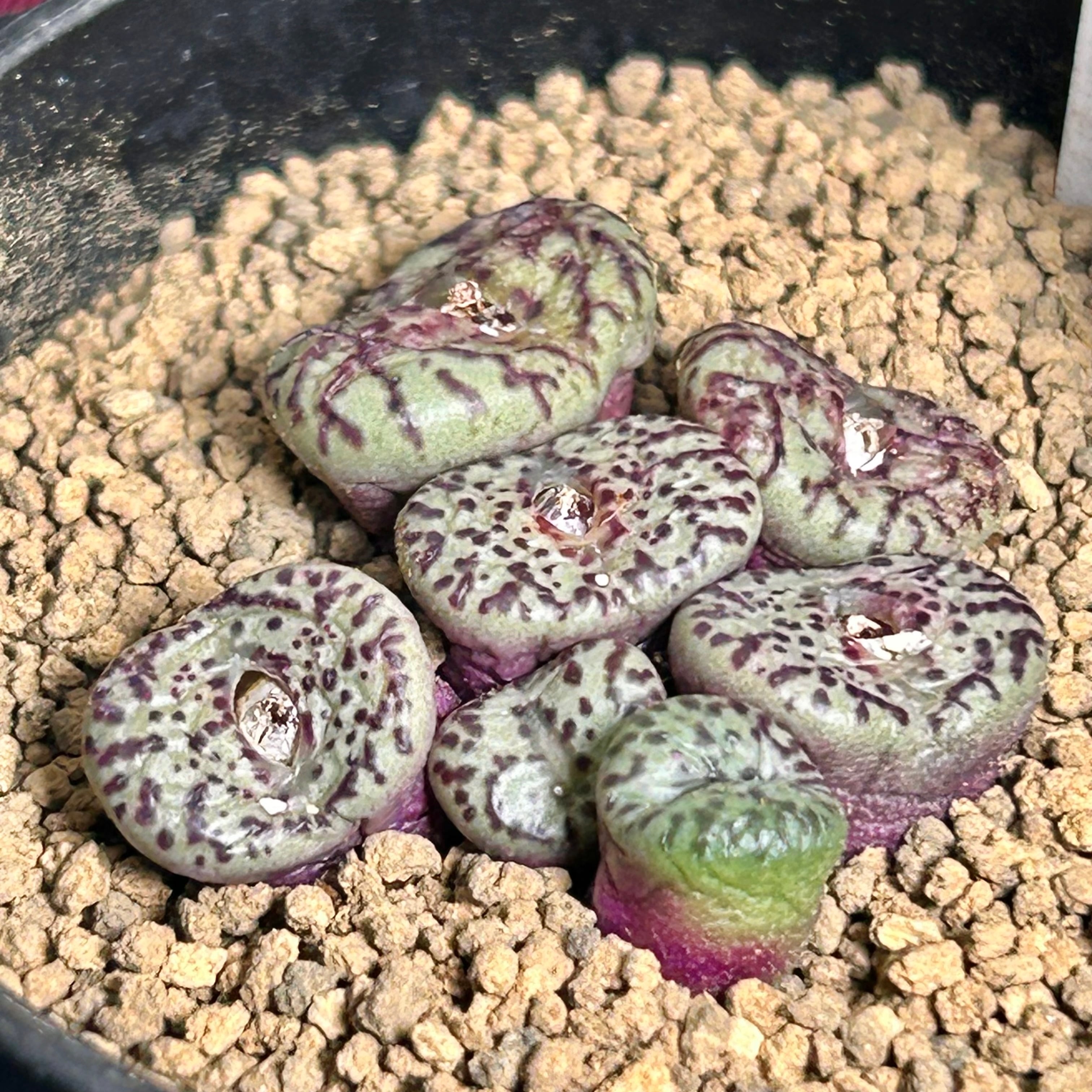 ムーンガドニス錦 | RuPo 多肉植物専門店