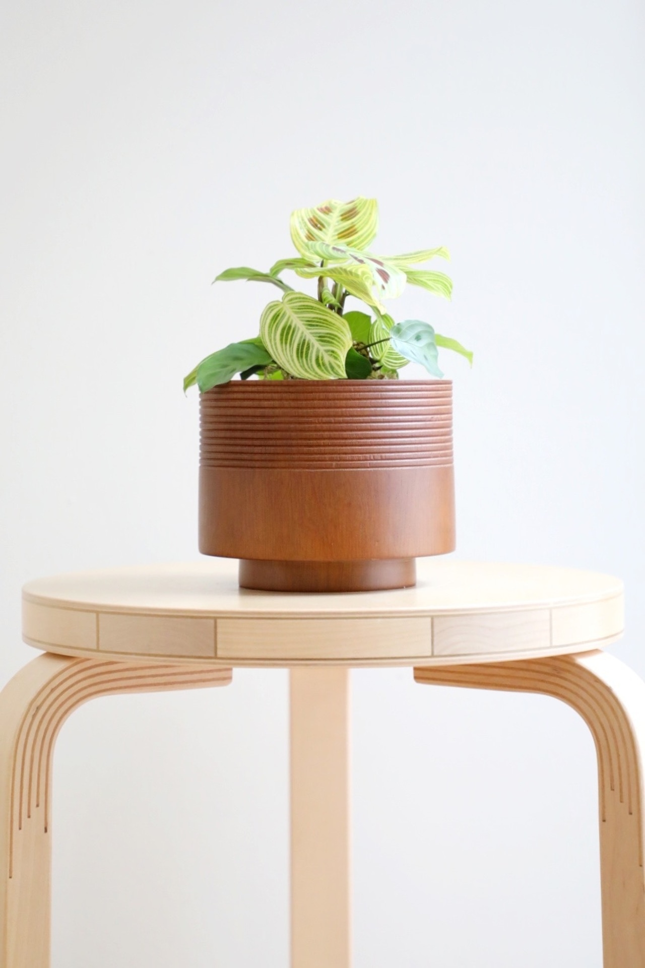 【M】マランタ ライトベインズ/Calathea