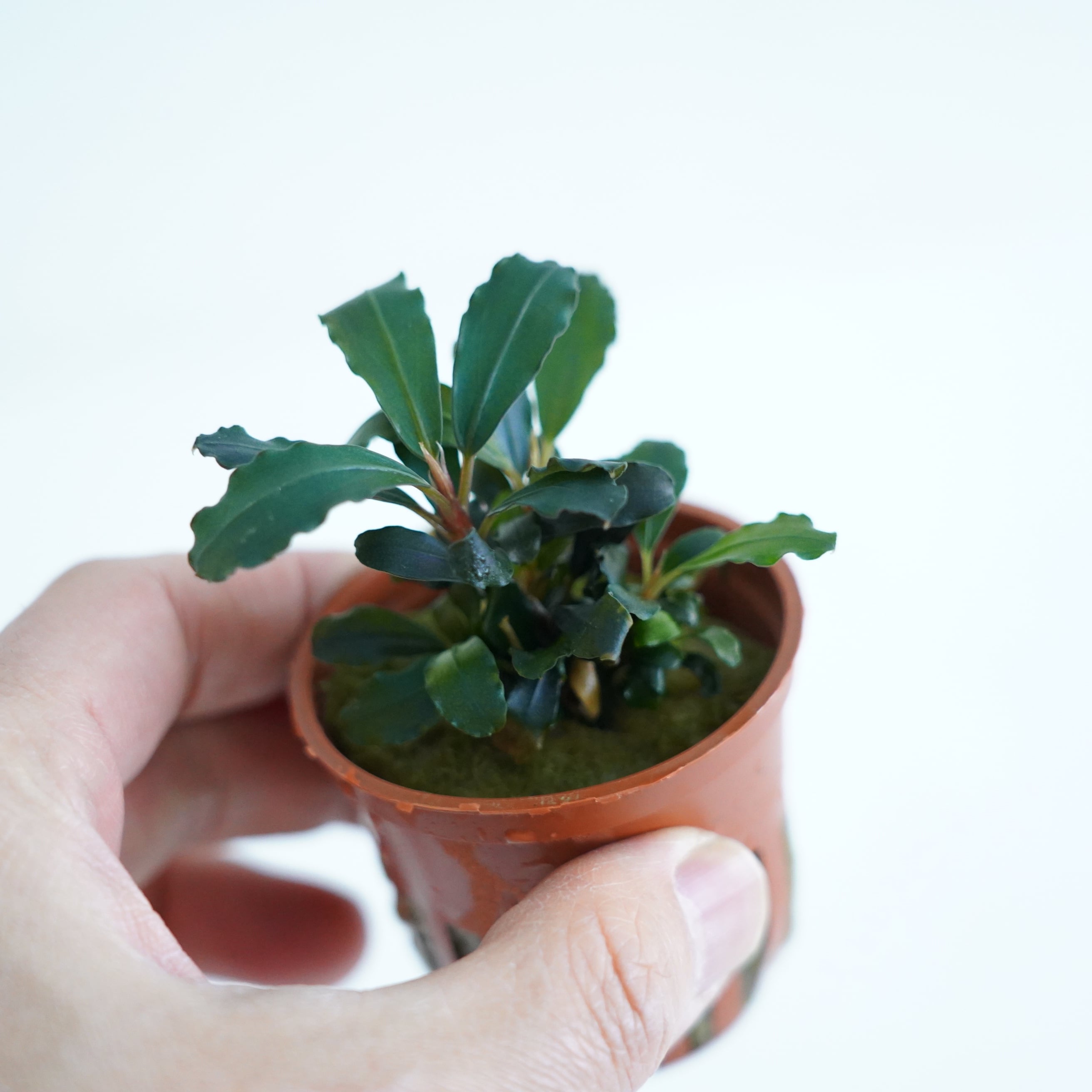 ブセファランドラ レッド【熱帯植物】 苔テラリウム作製用素材◇L