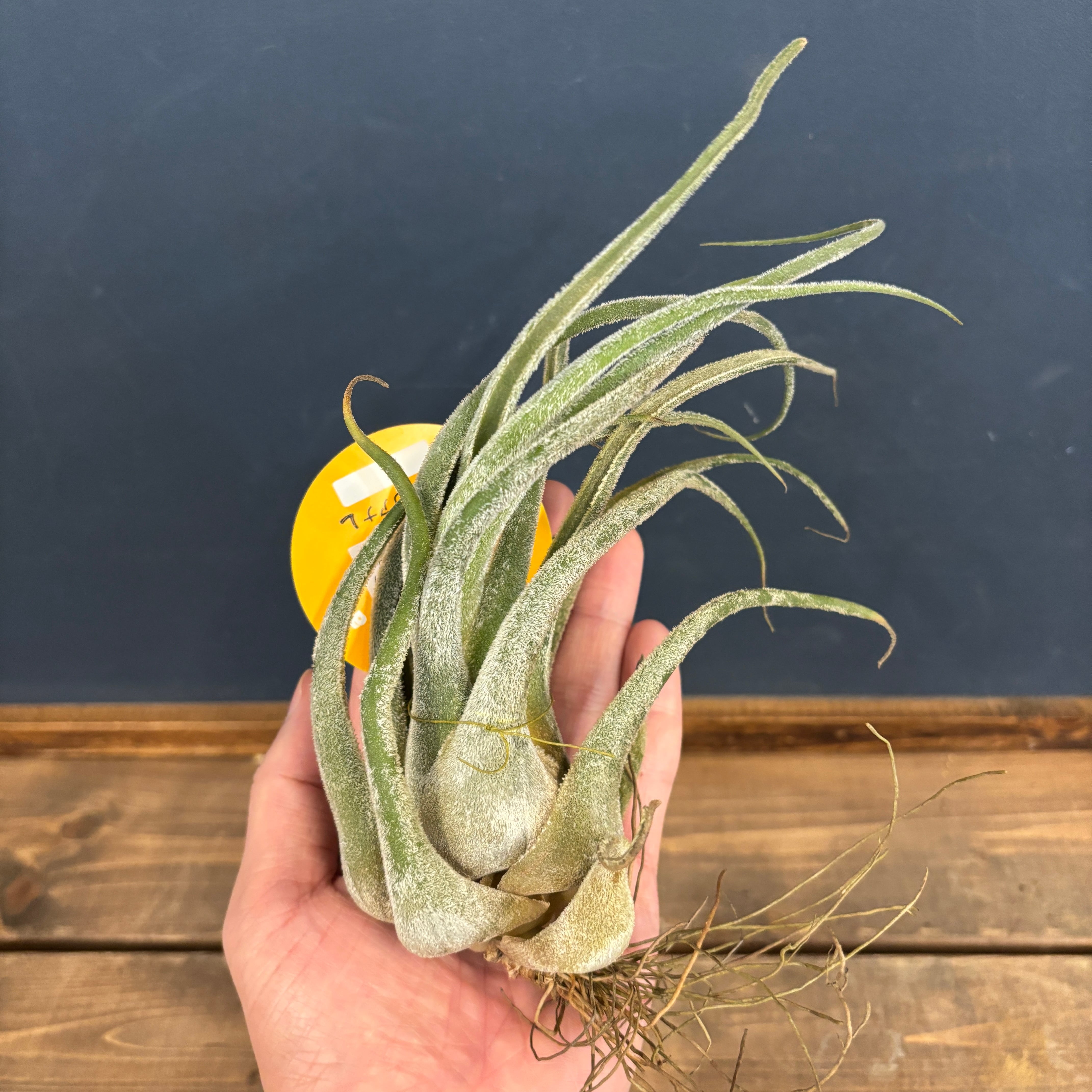 チランジア セレリアナ【981】