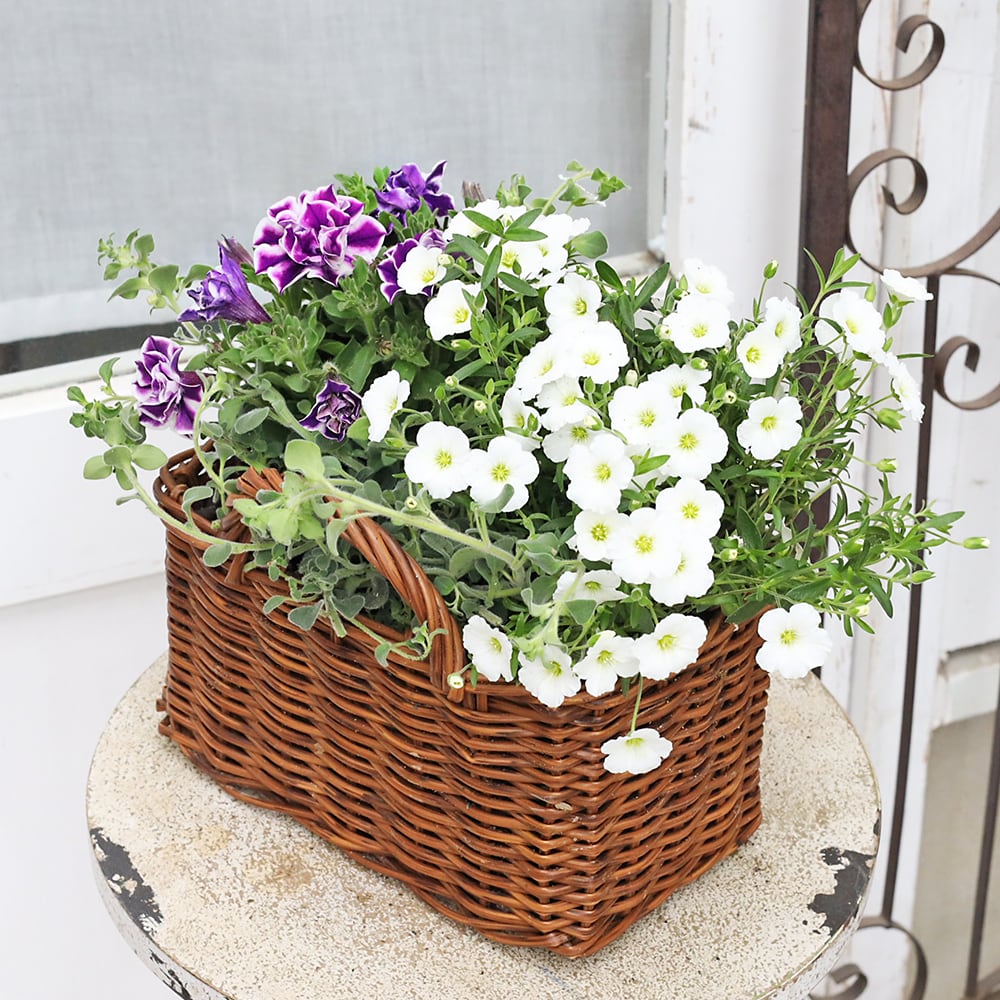 寄せ植え　花■大人可愛いバスケット 季節の花 寄せ植え おまかせ バスケット スクエア natural/brown