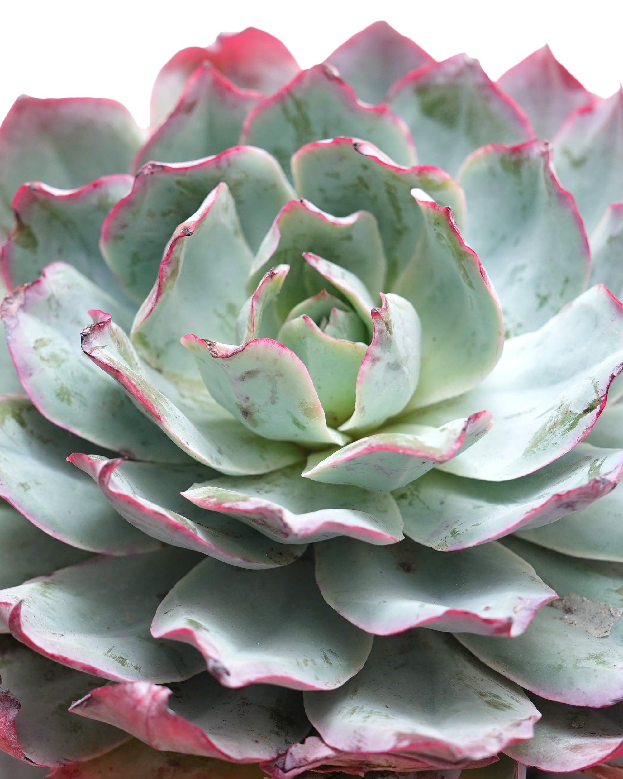 NEW RELEASE | PUKUBOOK SUCCULENTS