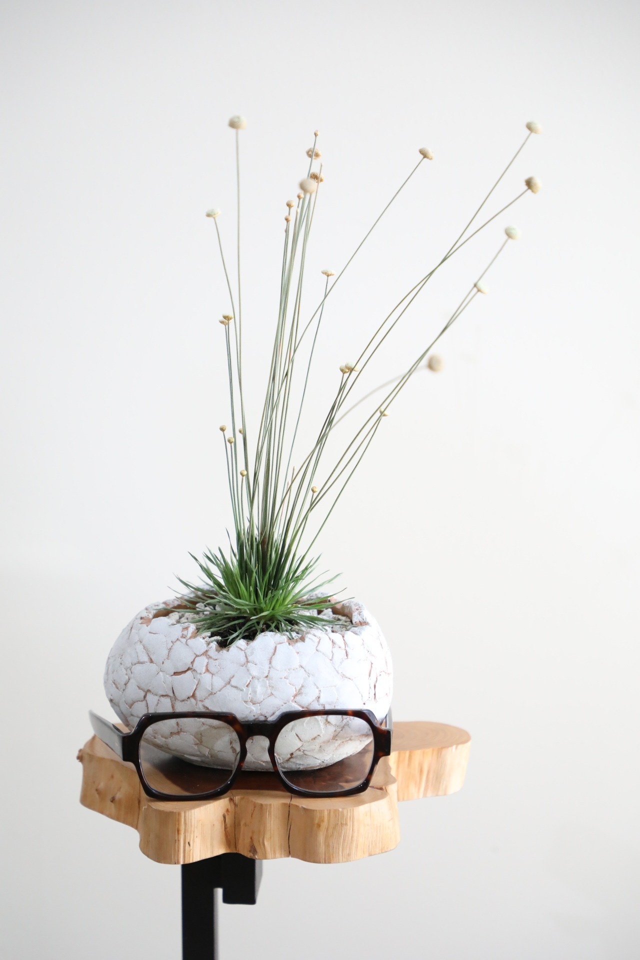 【S】シンゴナンサス ミカド/Syngonanthus chrysansus　※アルミ鉢付き