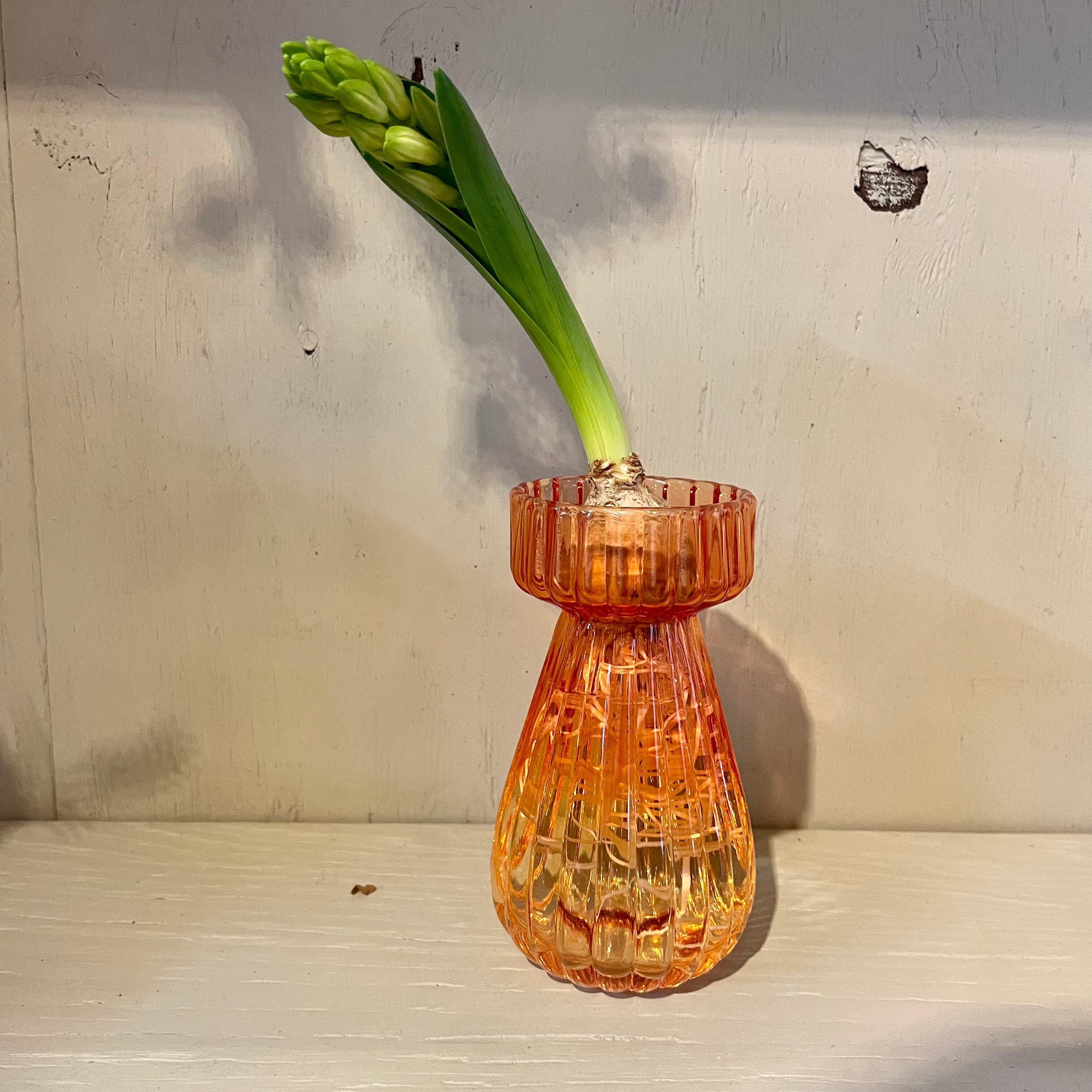 ヒヤシンス球根栽培セット | ハルカゼフラワー