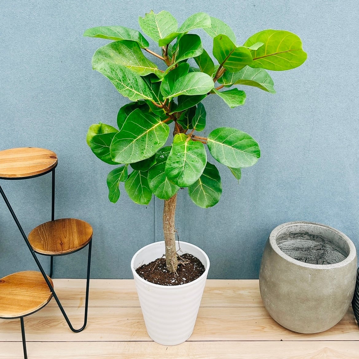 現品］【希少】4番 フィカス アフリカンプリンス 8号 観葉植物 室内