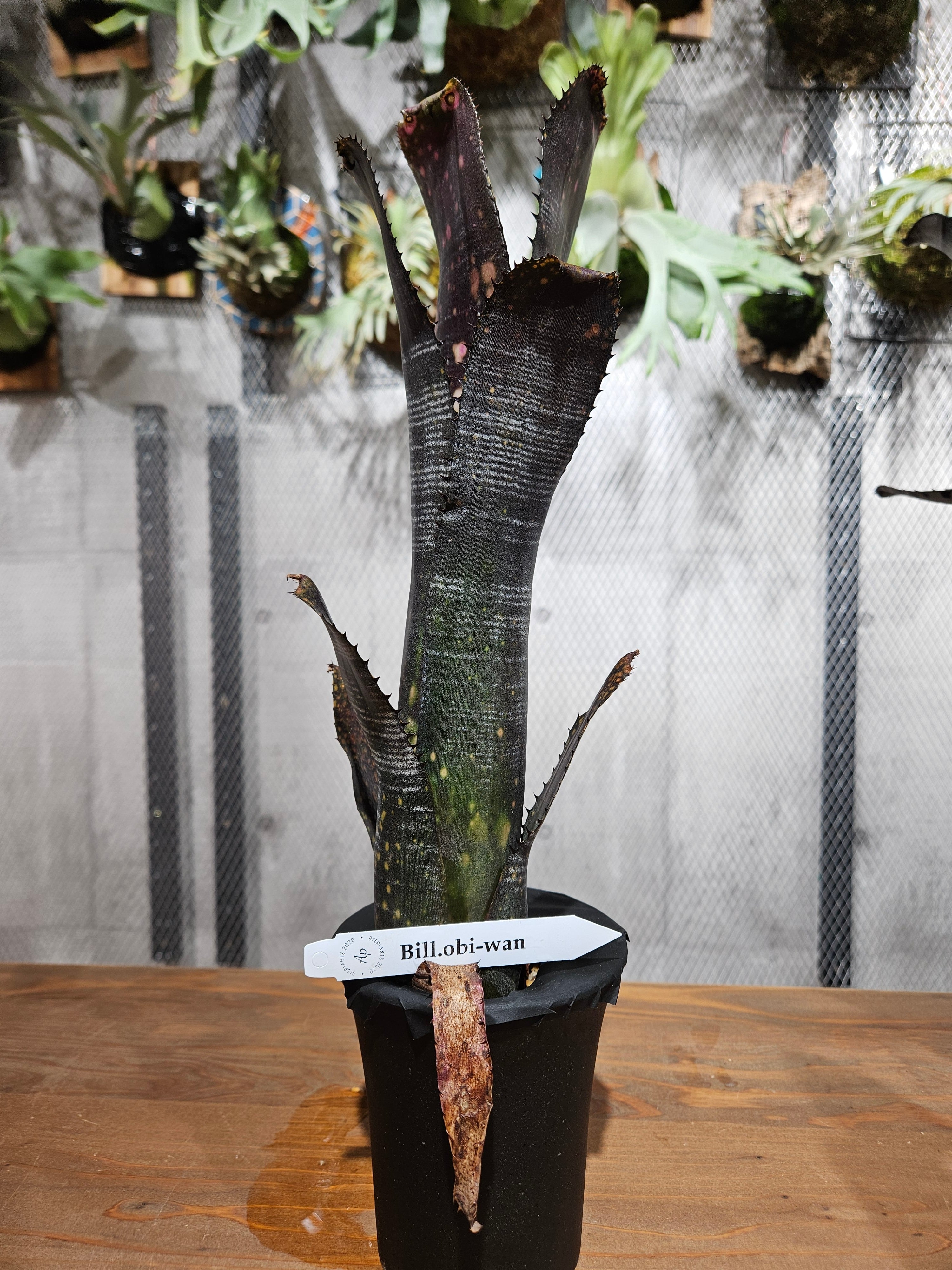 Billbergia Obi-wan【artPLANTs/PLANTS GARAGE】 ビルベルギア