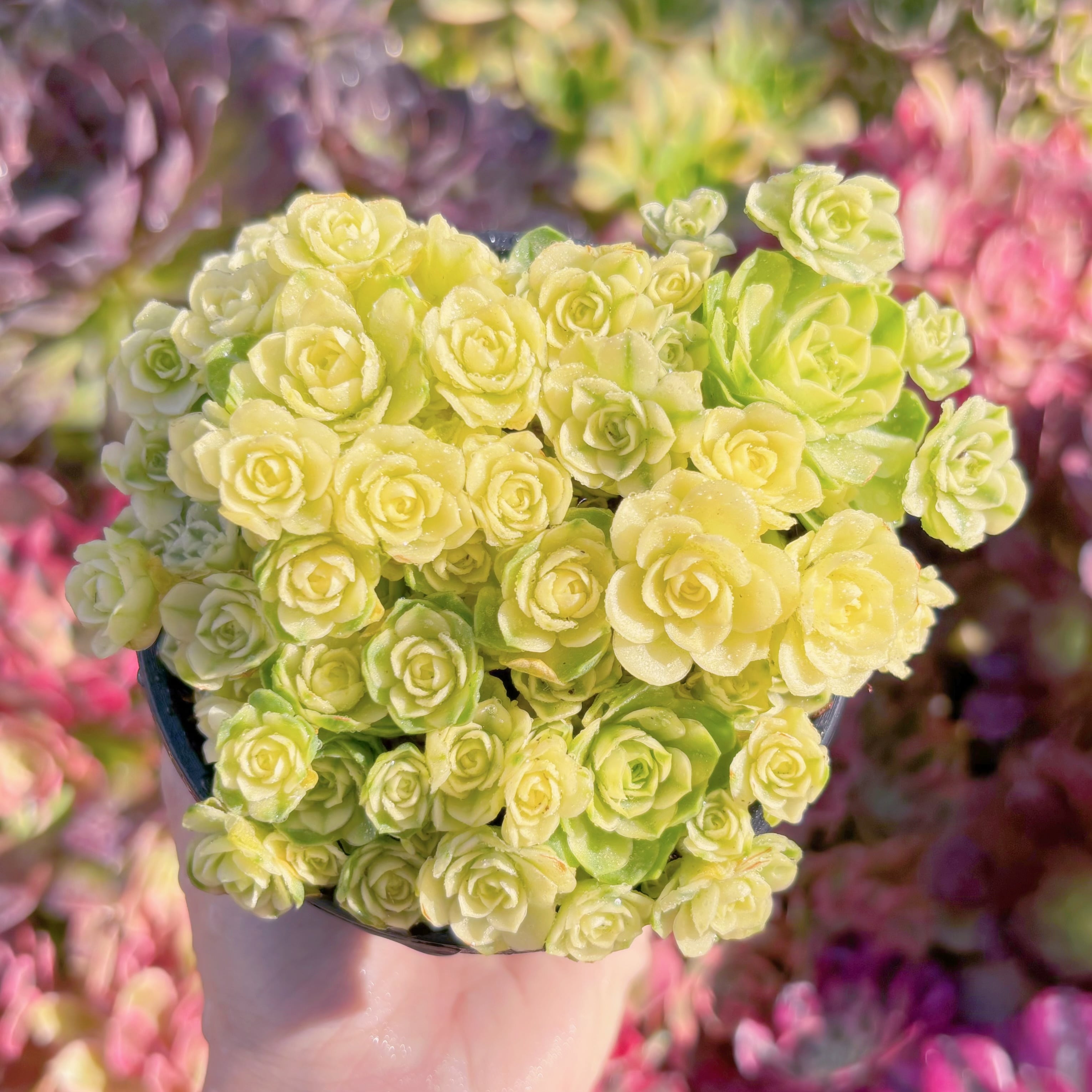 現品　キャッツアイ錦#M230　大群生　新入荷　るる農園