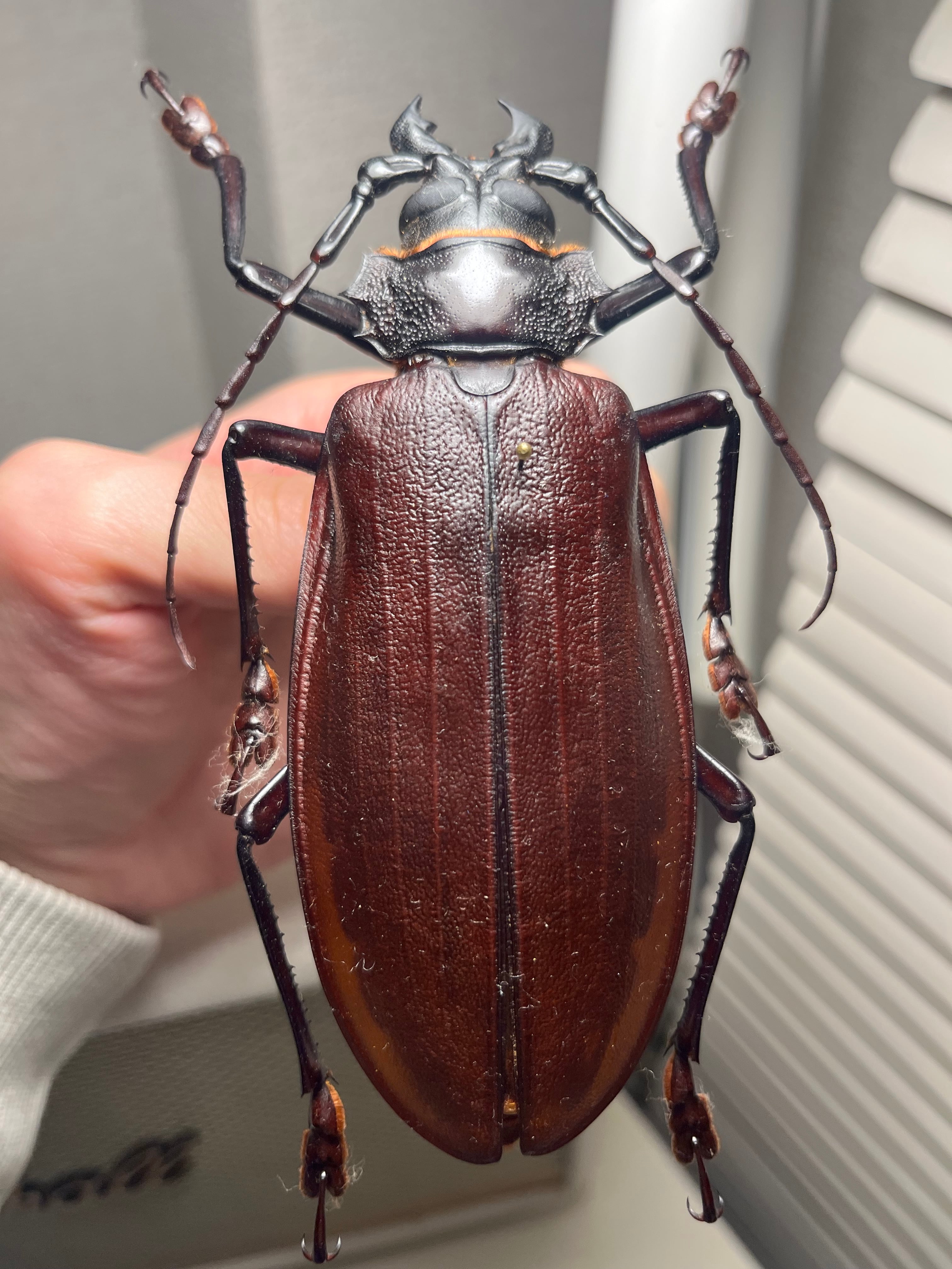 開翅163mm】オオキバウスバカミキリ 標本 Macrodontia cervicornis