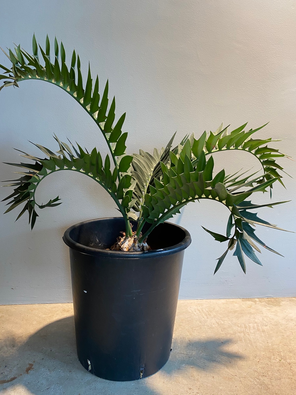 Encephalartos Arenarius エンセファラルトス アレナリウス Hanacho Exotics Plants Encephalartos Arenarius エンセファラルトス アレナリウス Hanacho Exotics Plants
