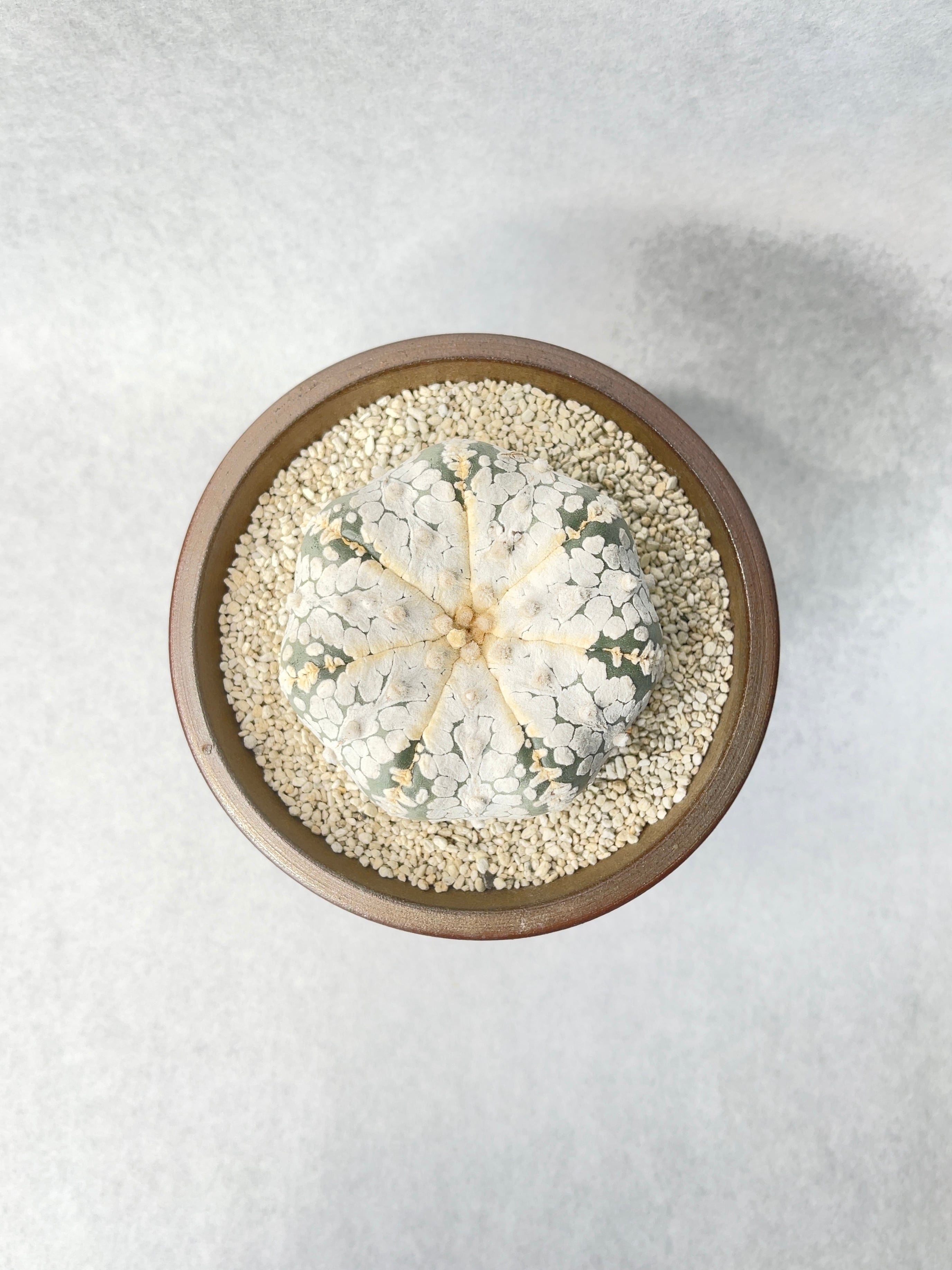 アストロフィツム・スーパー兜 | trigger