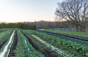 お正月を楽しむセット 《野菜と蜂蜜セット》