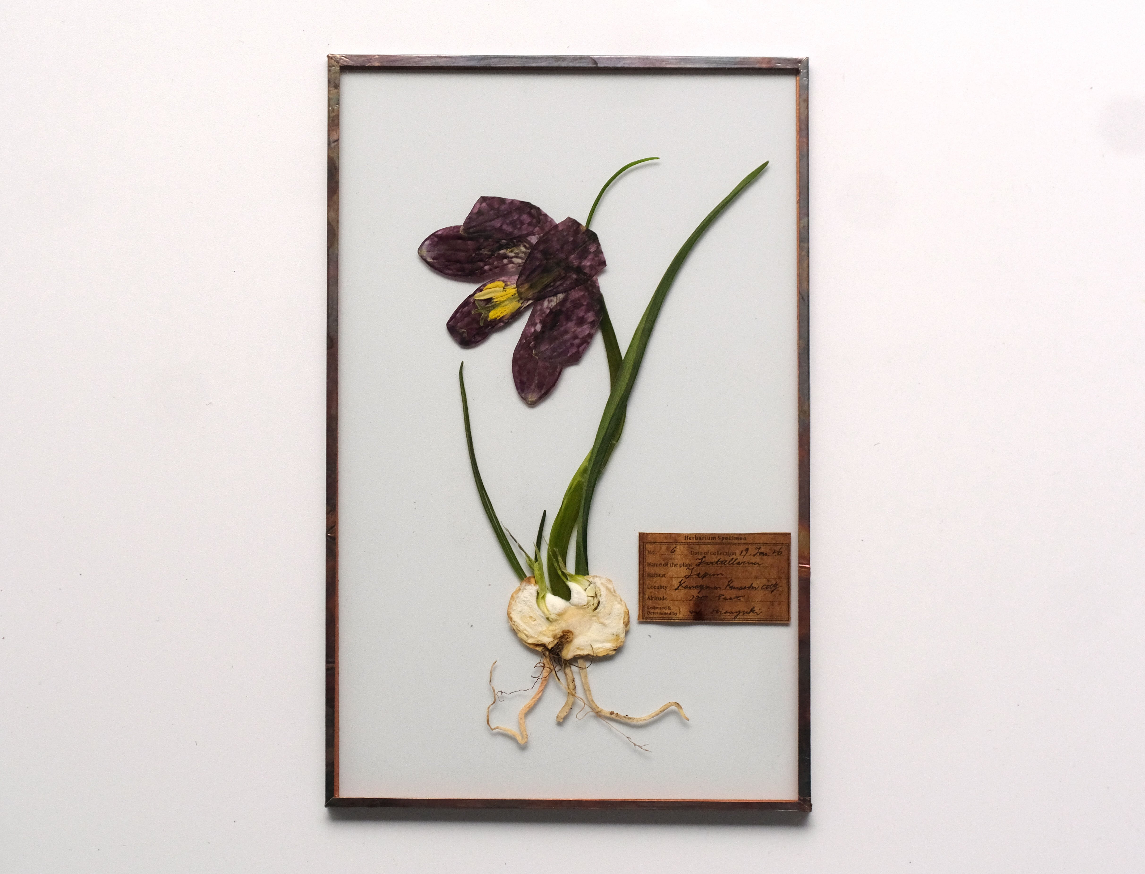 Glass Speciment /ガラス標本 | はいいろオオカミ＋花屋西別府商店