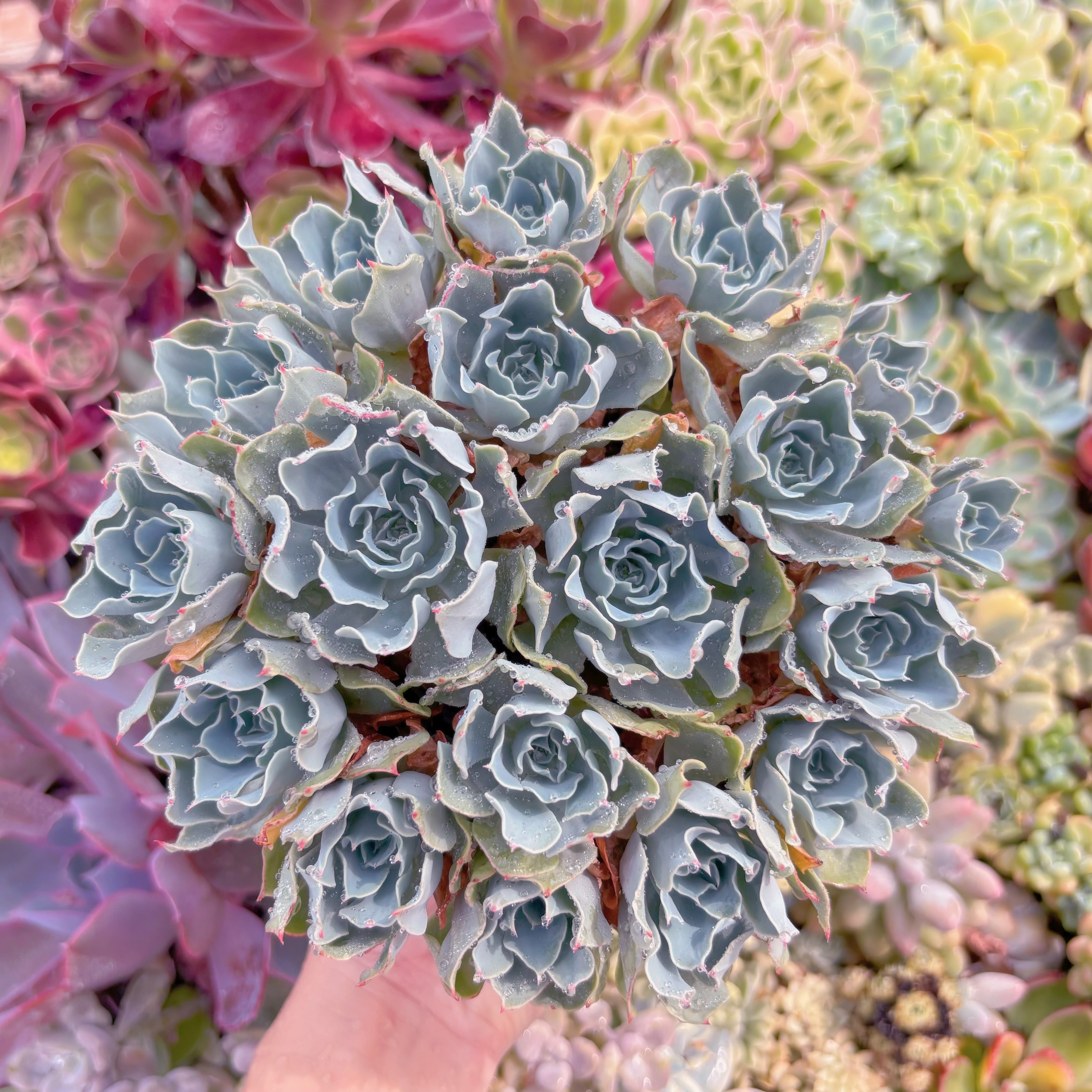 現品　Tsunami#F071　特大群生    るる農園