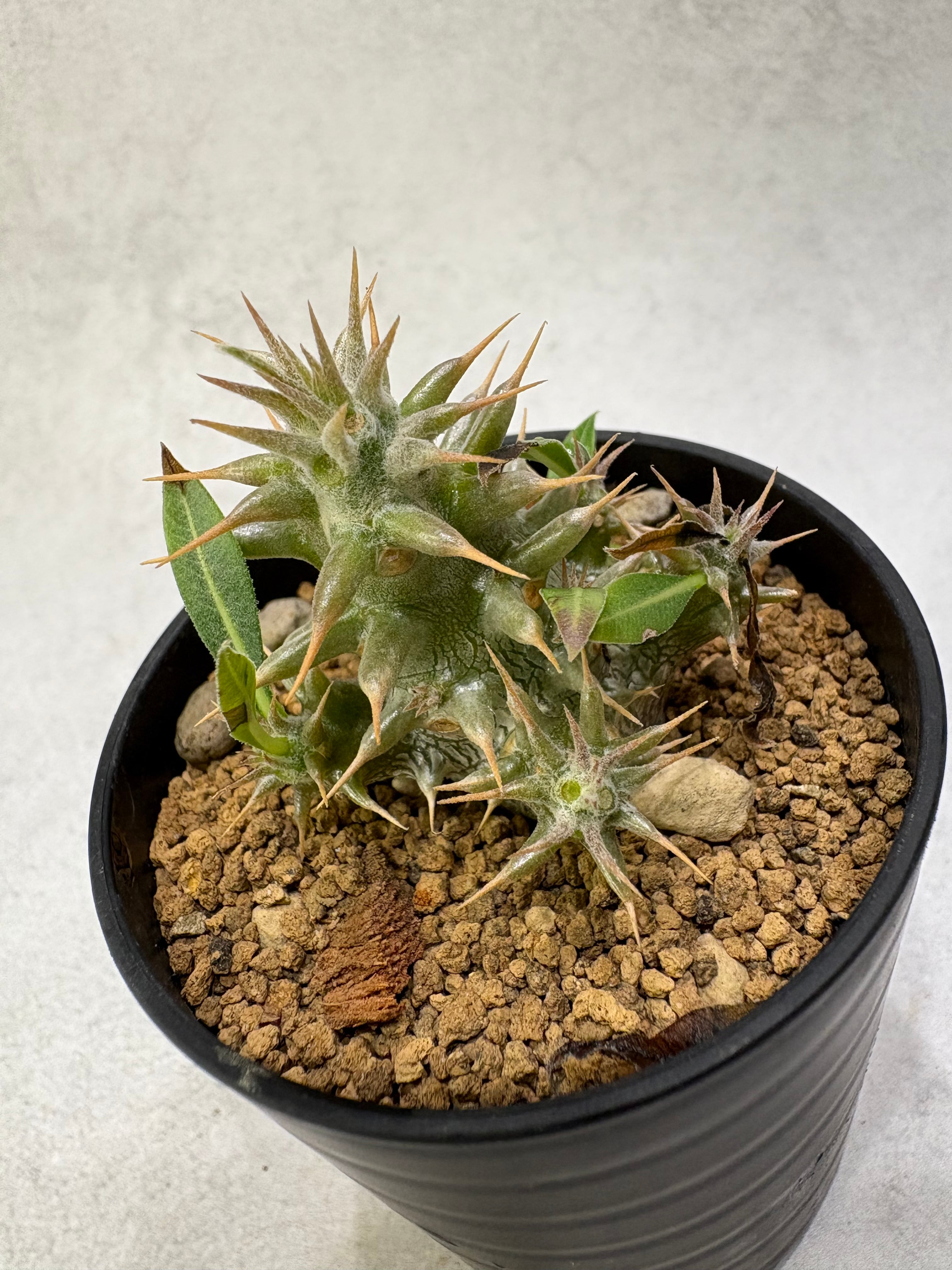 パキポディウム ホロンベンセ | MPS