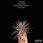 【送料無料】aeranthos Nigra M〔エアプランツ〕現品発送T4669