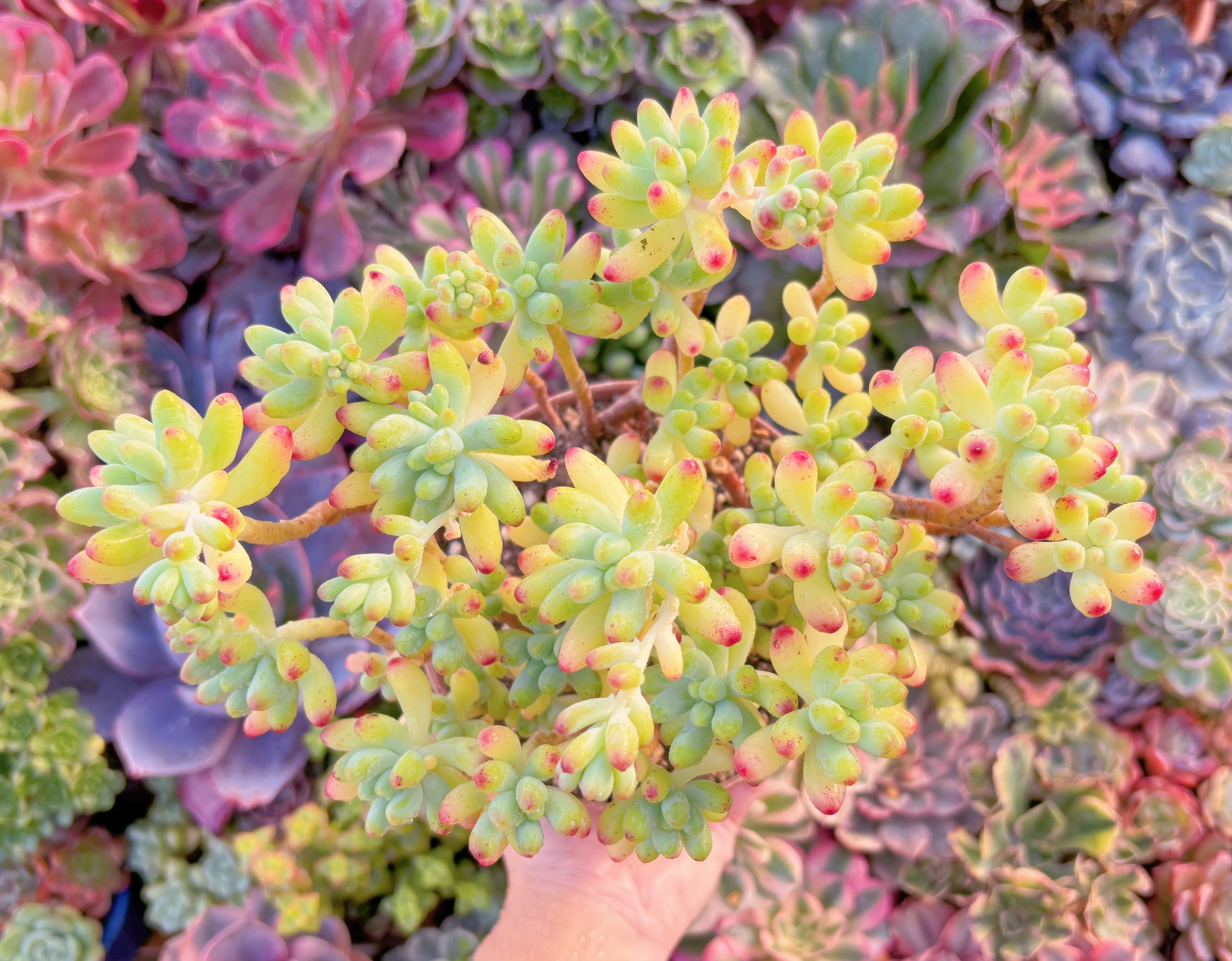 現品　乙女心#A018　新入荷　るる農園