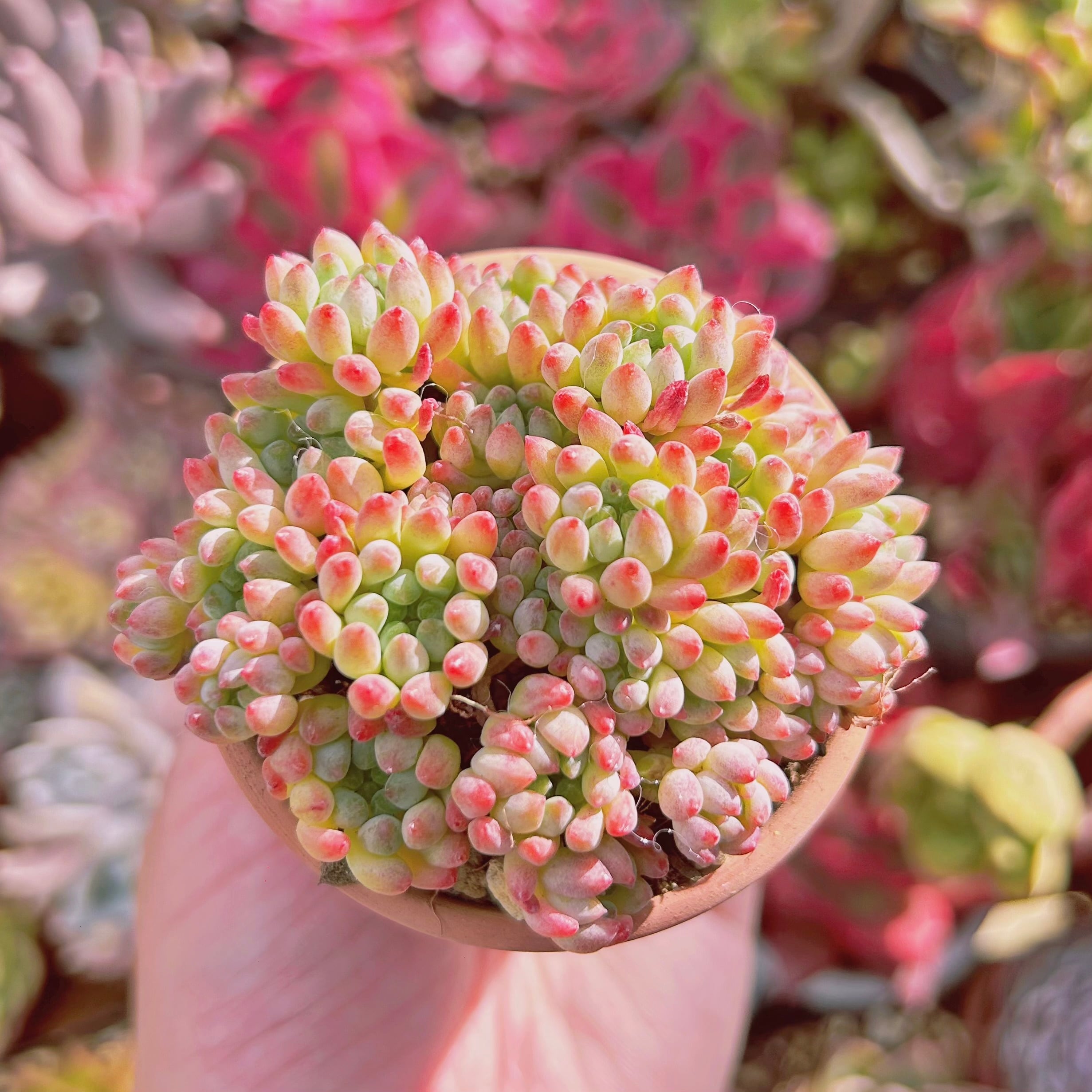 多肉植物 Sedum 新品種 花火 9頭以上 | るる農園~多肉植物専門