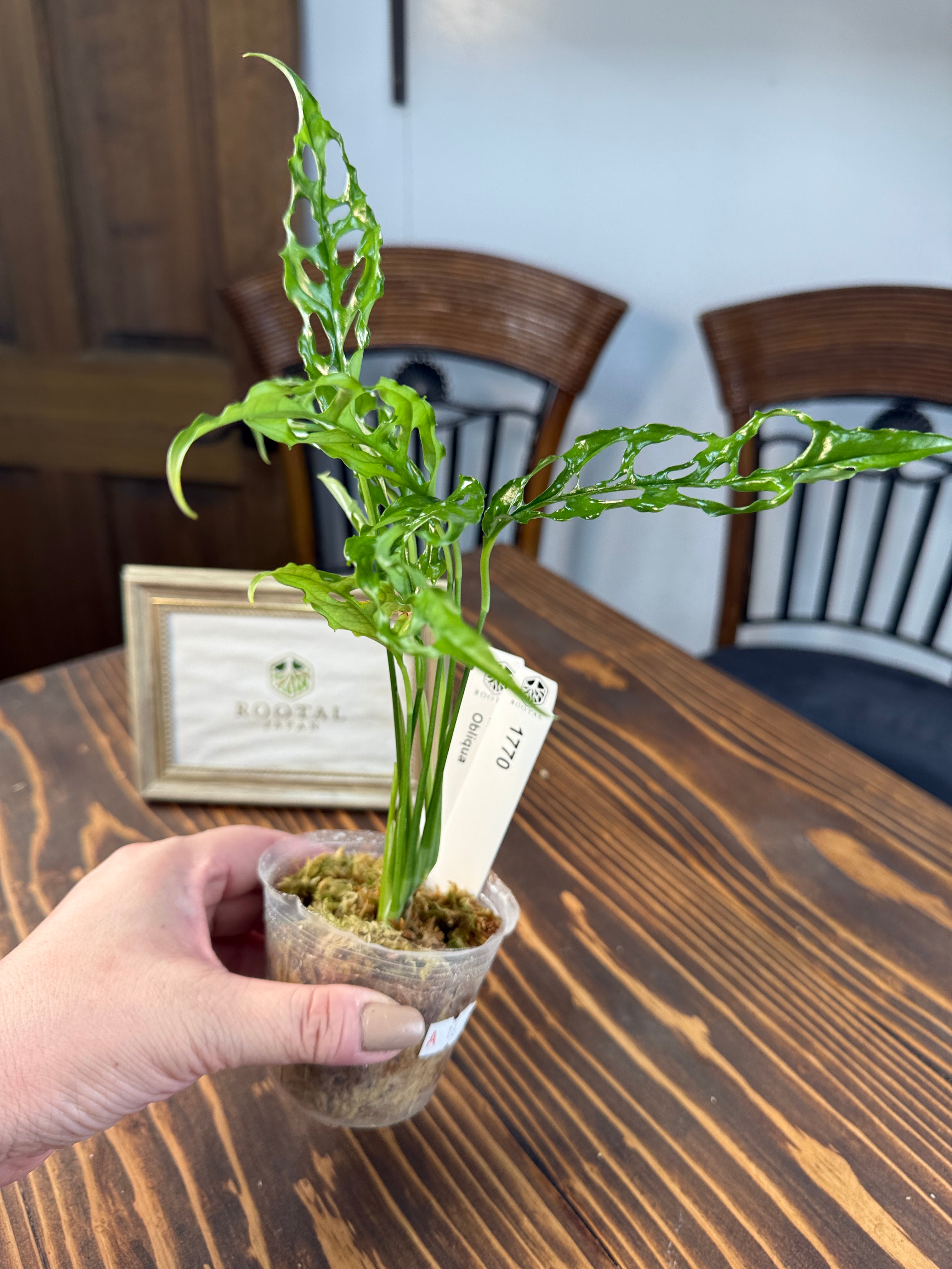 ☆1770モンステラ オブリクア(口径8cmポット) | ROOTALPLANTS