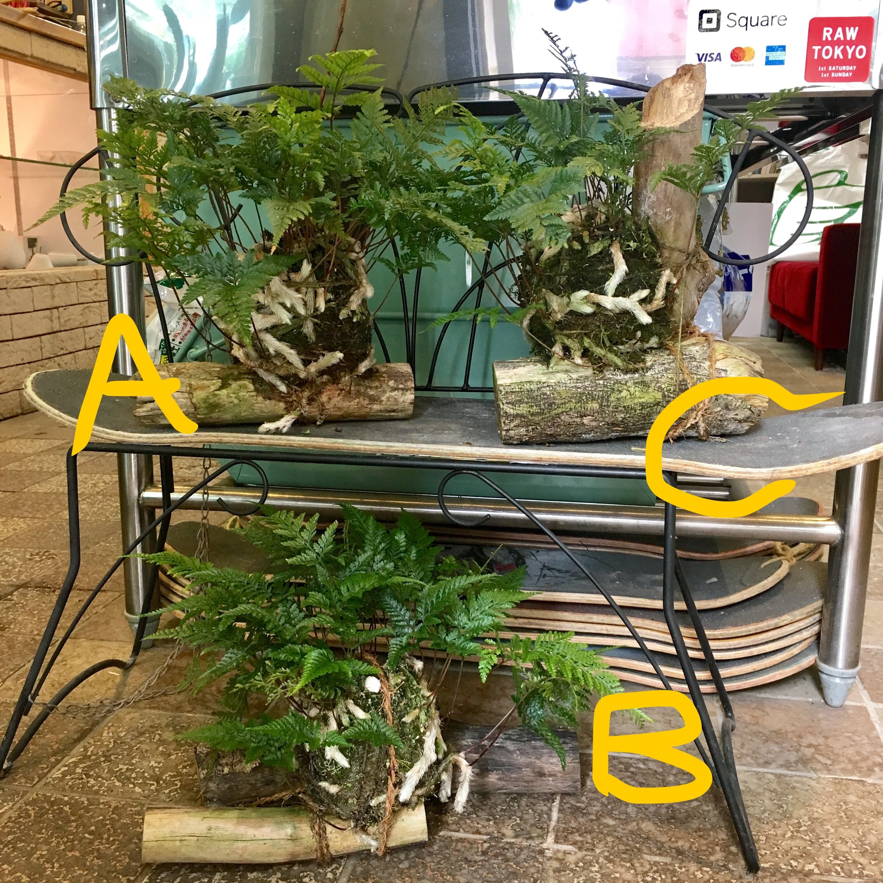 シノブ 苔玉 | ハルカゼフラワー