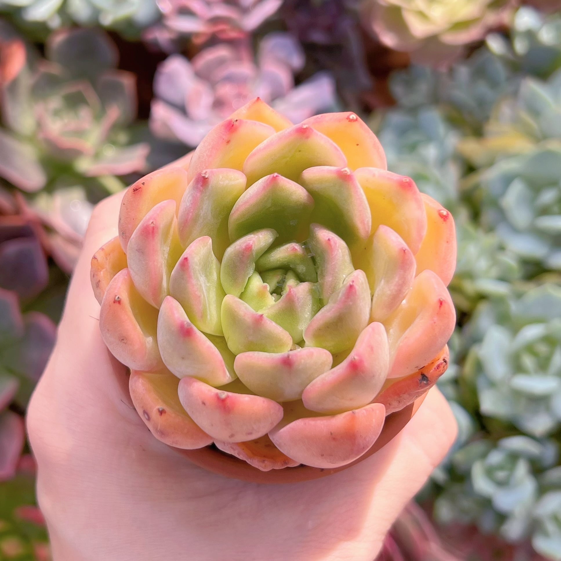 多肉植物　香妃　新入荷　るる農園