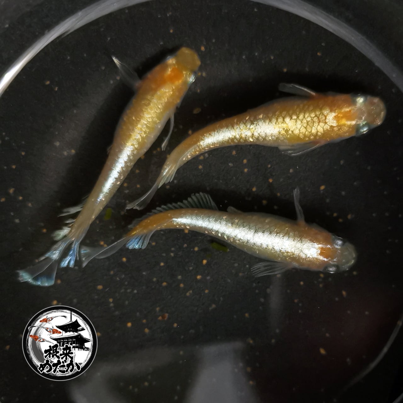 メダカ【レッドクリフ紅白】夢中メダカ様血統　幼魚5匹 5匹＋補償1匹】レッドクリフ紅白 夢中めだか様血統 | メダカ専門店