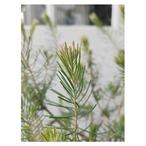 Calothamnus quadrifidus