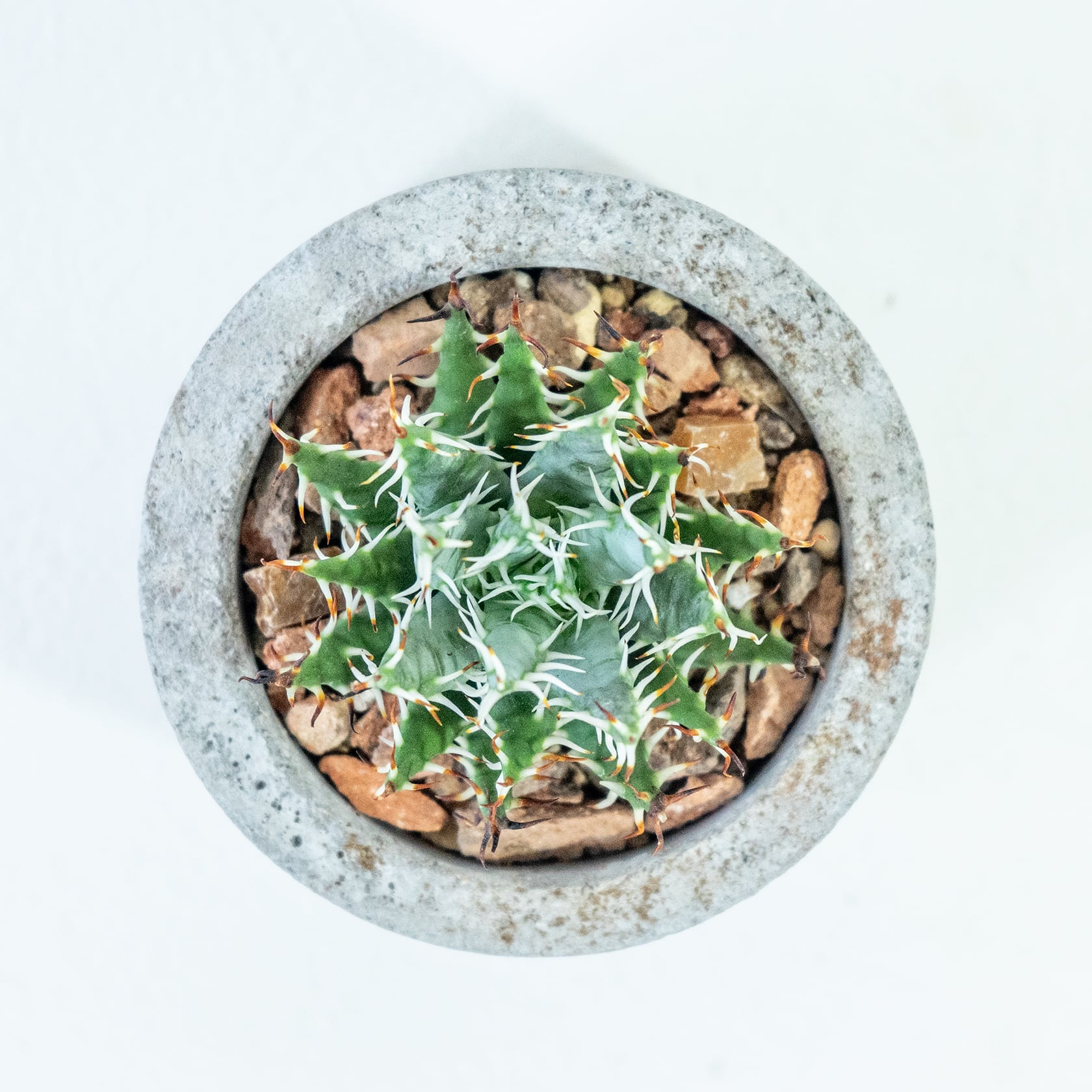 アロエ・メラナカンサ 鋭い黒棘と立体的な葉姿を楽しむ希少種|一点物ハンドメイドモルタル鉢セット インテリアグリーン【虫発生抑制用土】