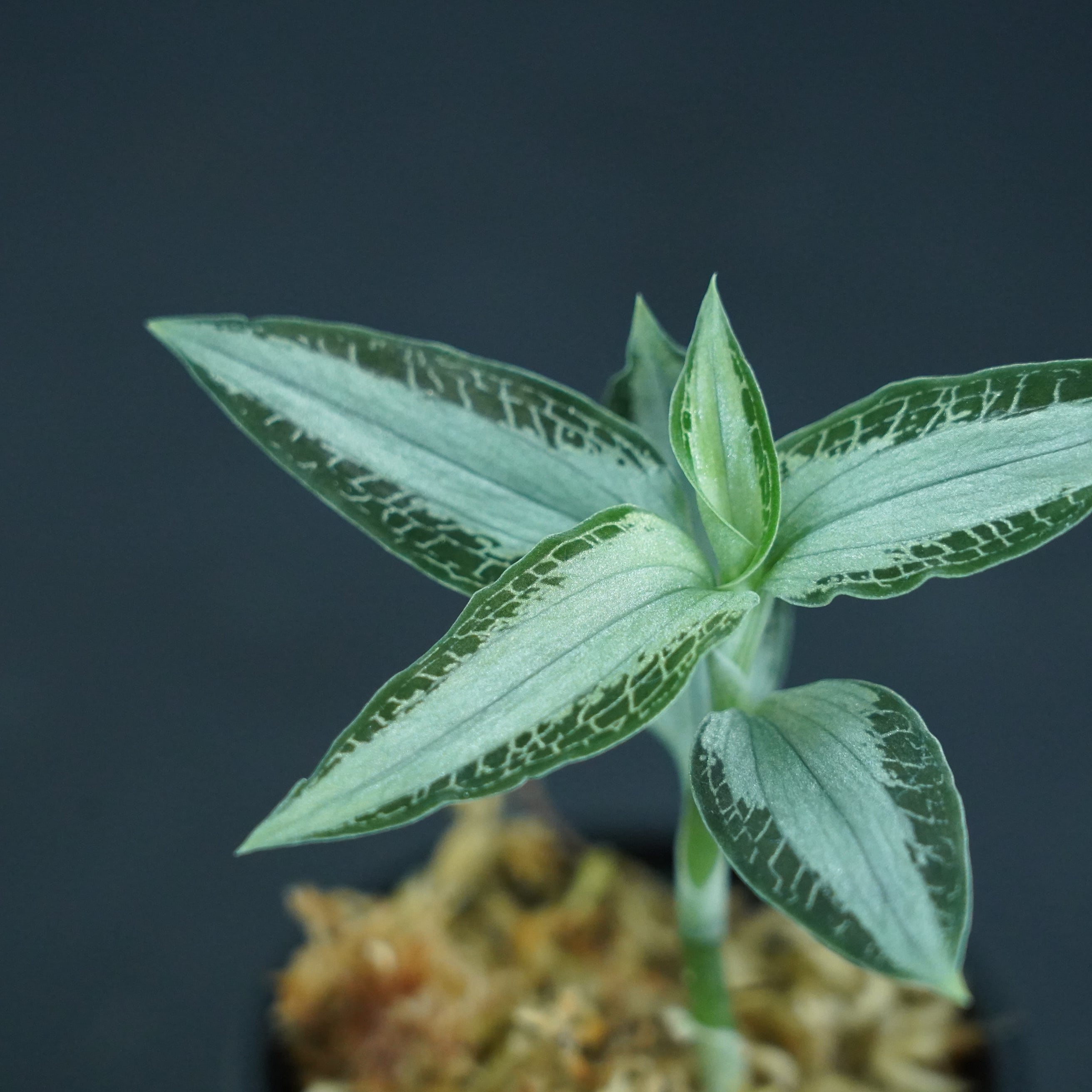 ◆現品◆アスピドギネ アルゲンティア【ジュエルオーキッド宝石蘭/石崎バイオ】#588