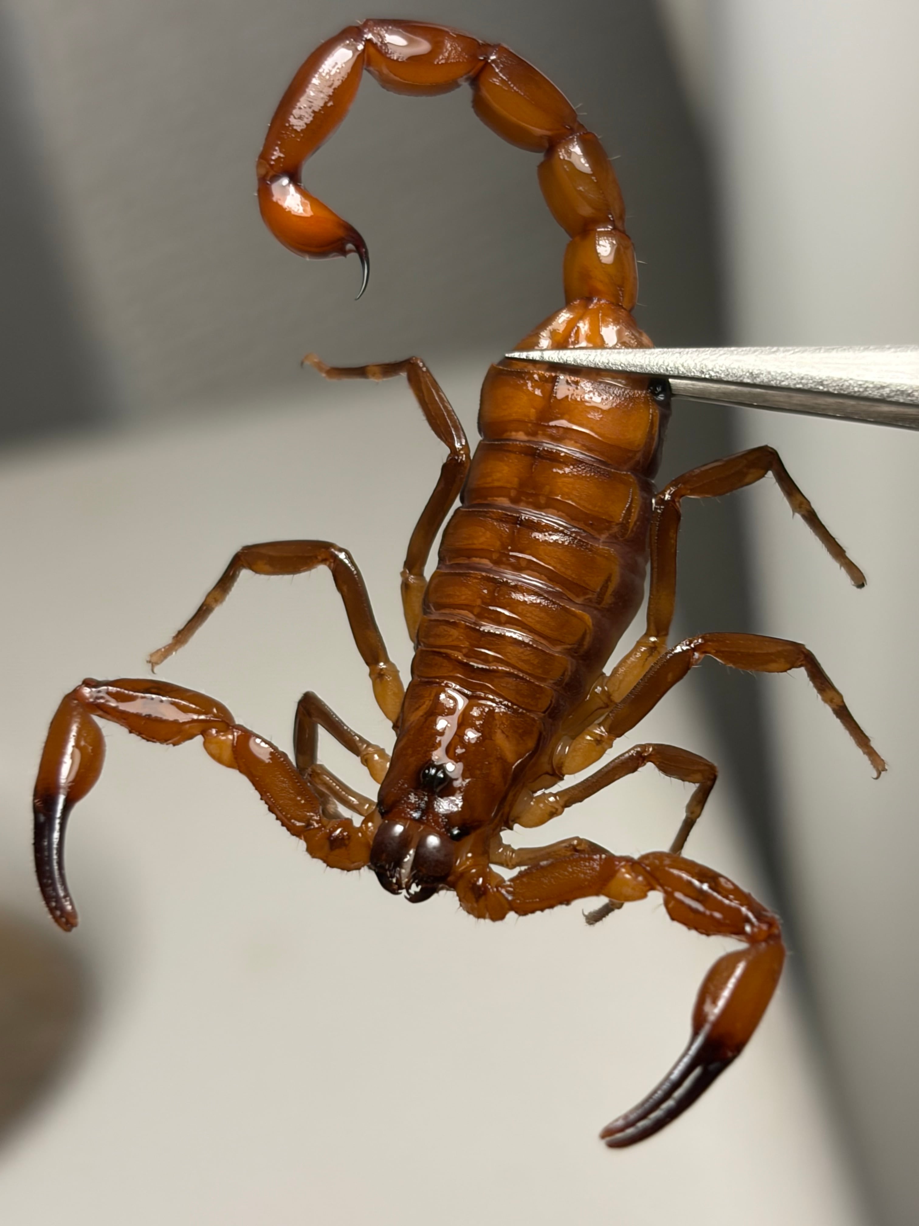墨蠍固有種】Hoffmannihadrurus gertschiサソリ 予約受付中 生体 標本