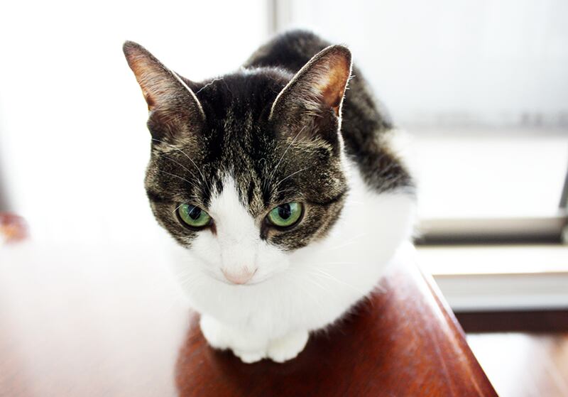 猫 ポストカード The Cat who.... 上目遣い 10x14.8センチ(cm)官製はがきサイズ 猫写真 はがき ねこ葉書 ネコハガキ Postcard ジェリー