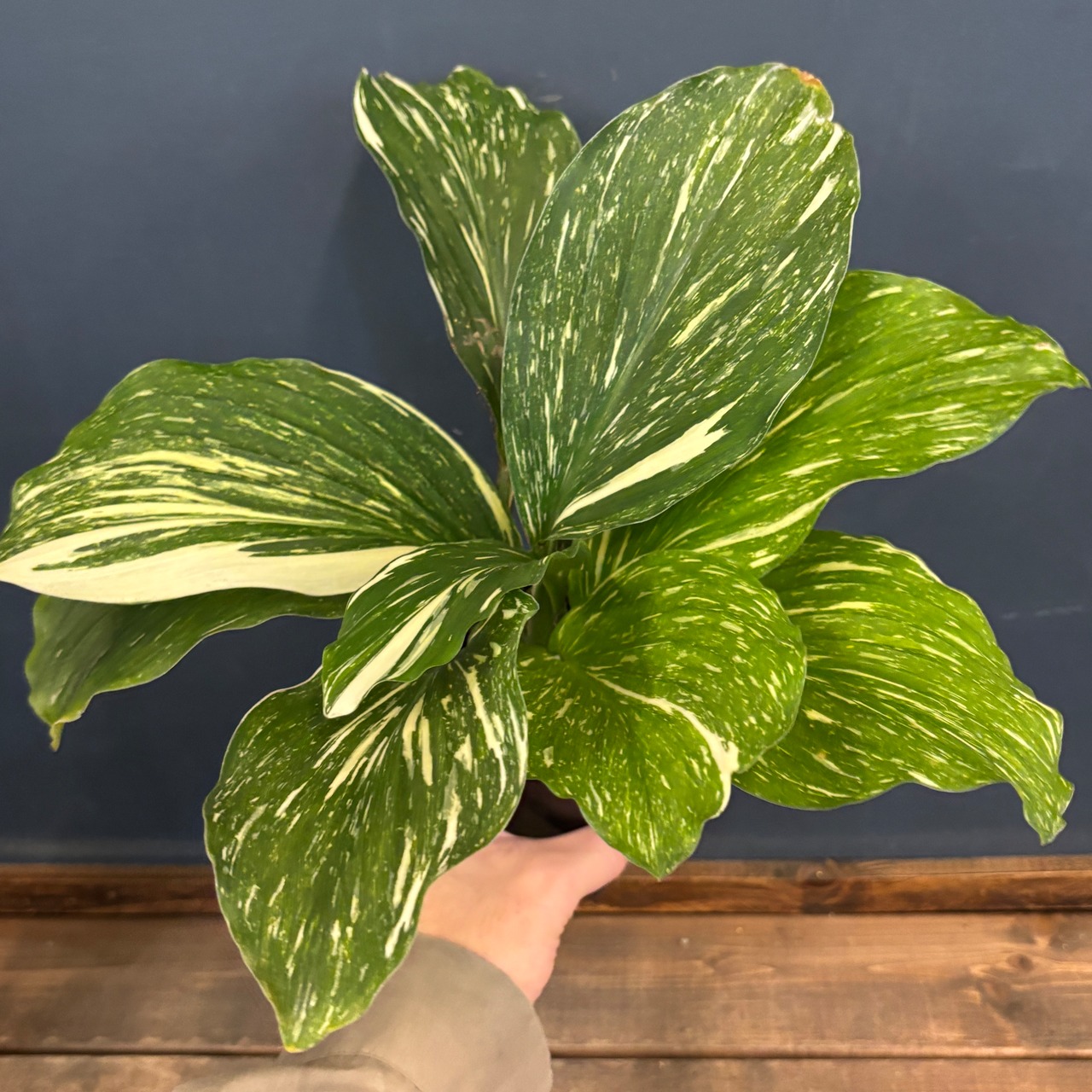 ケンフェリア　アルボ　バリエガータ【228】